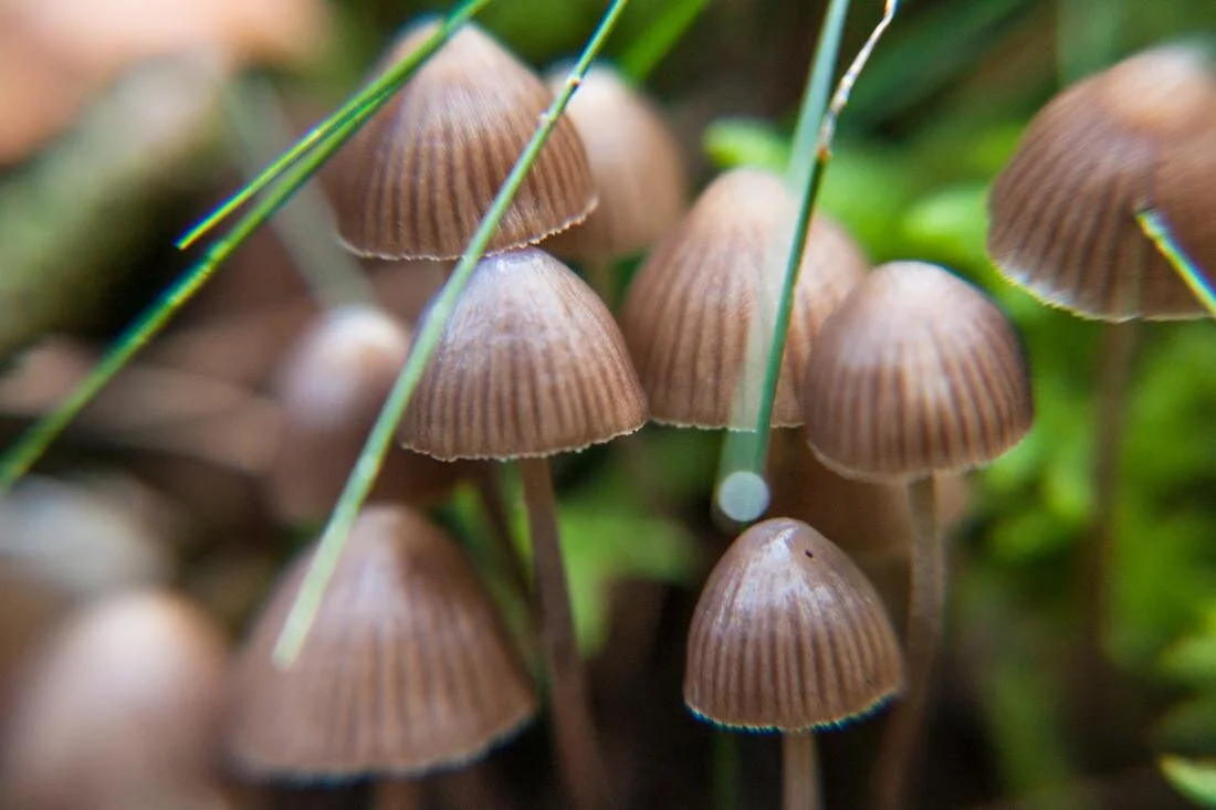 “Magic Mushrooms” as a Potential Therapeutic Treatment