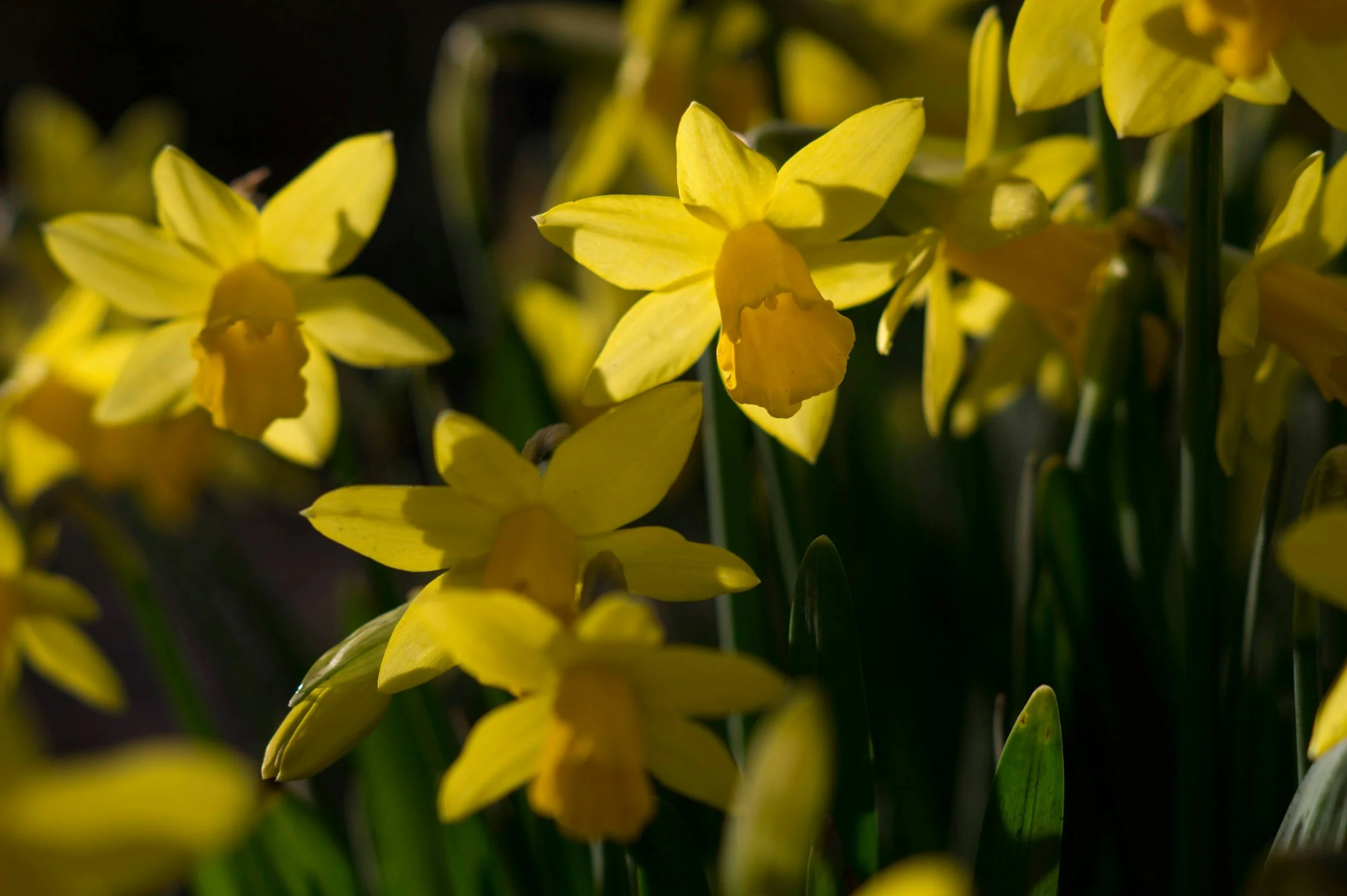 Mothering Sunday Worship @ St Luke's