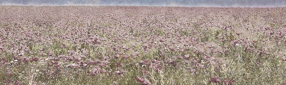 Scenapse_FIELD 11