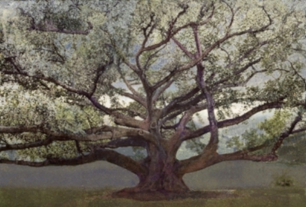 Ficus #3