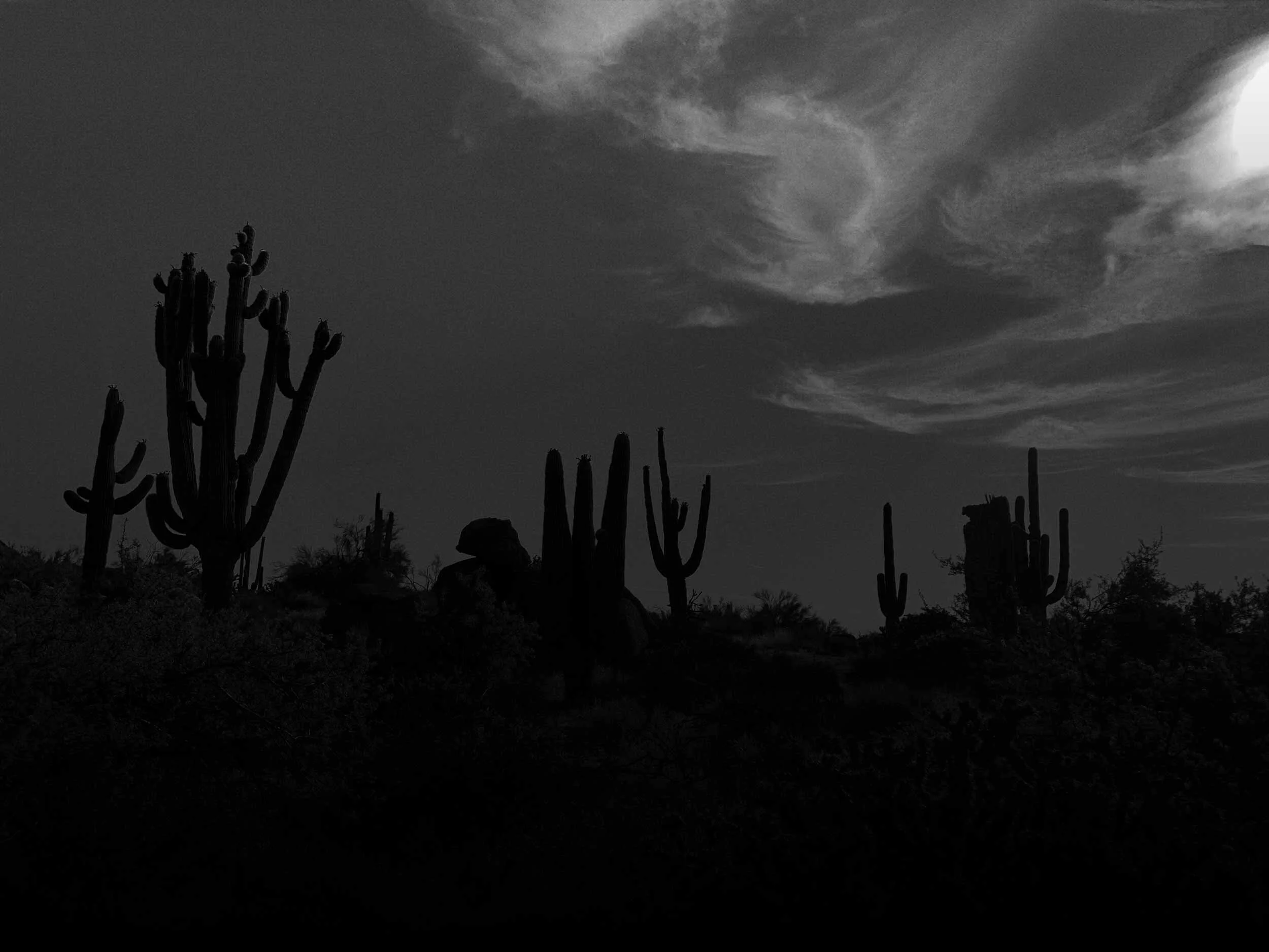 woolly cactus Cleistocactus strausii Wooly Torch Cactus Plant main image 1