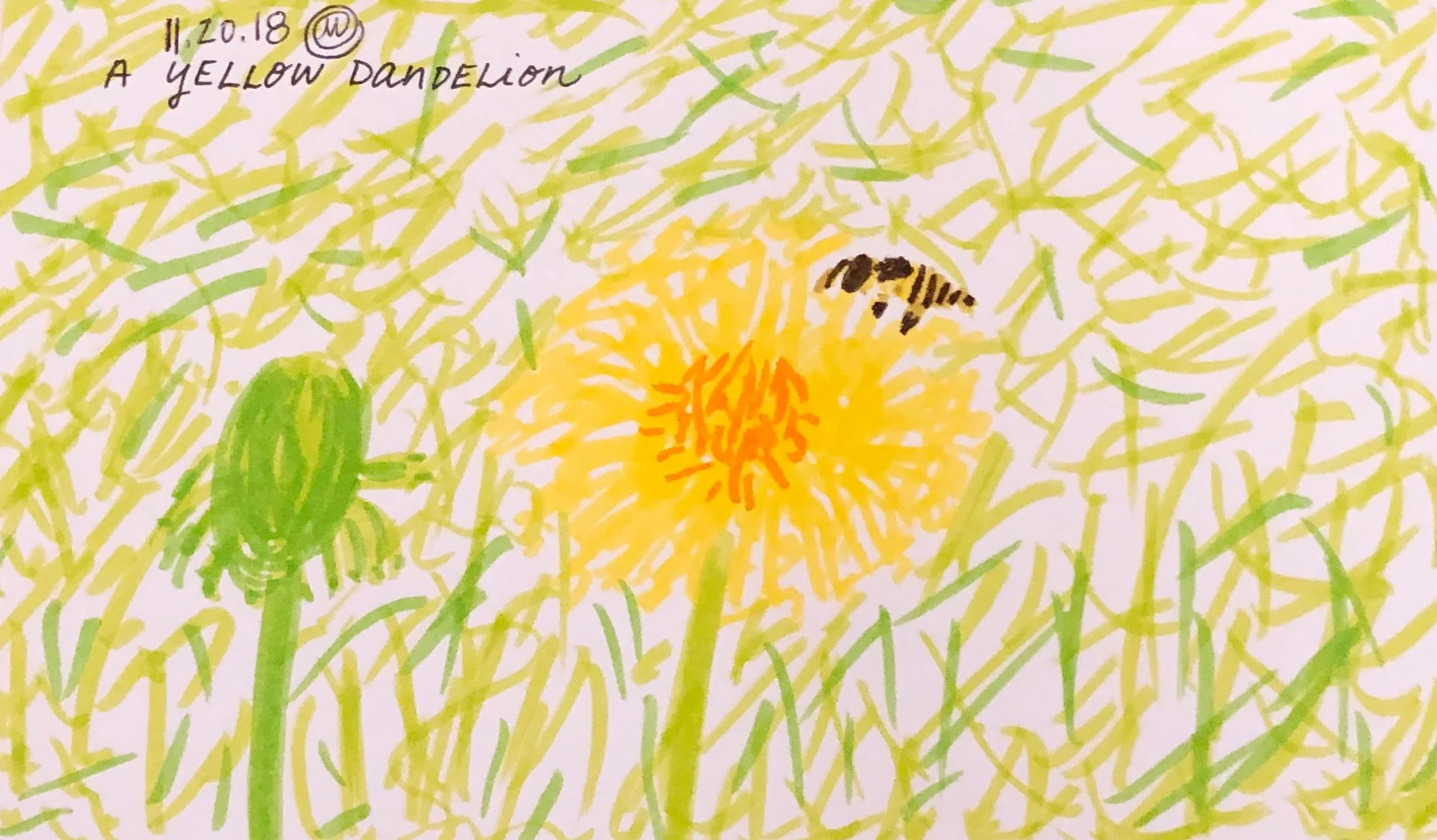 Dandelion 112618.jpg