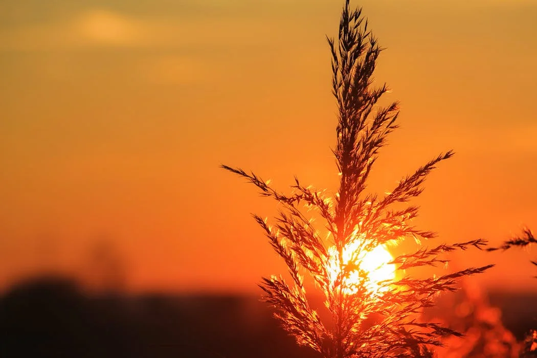 Morning Walk to the Kitchen
