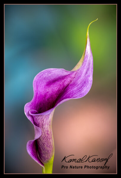 Curves of the Calla Lily