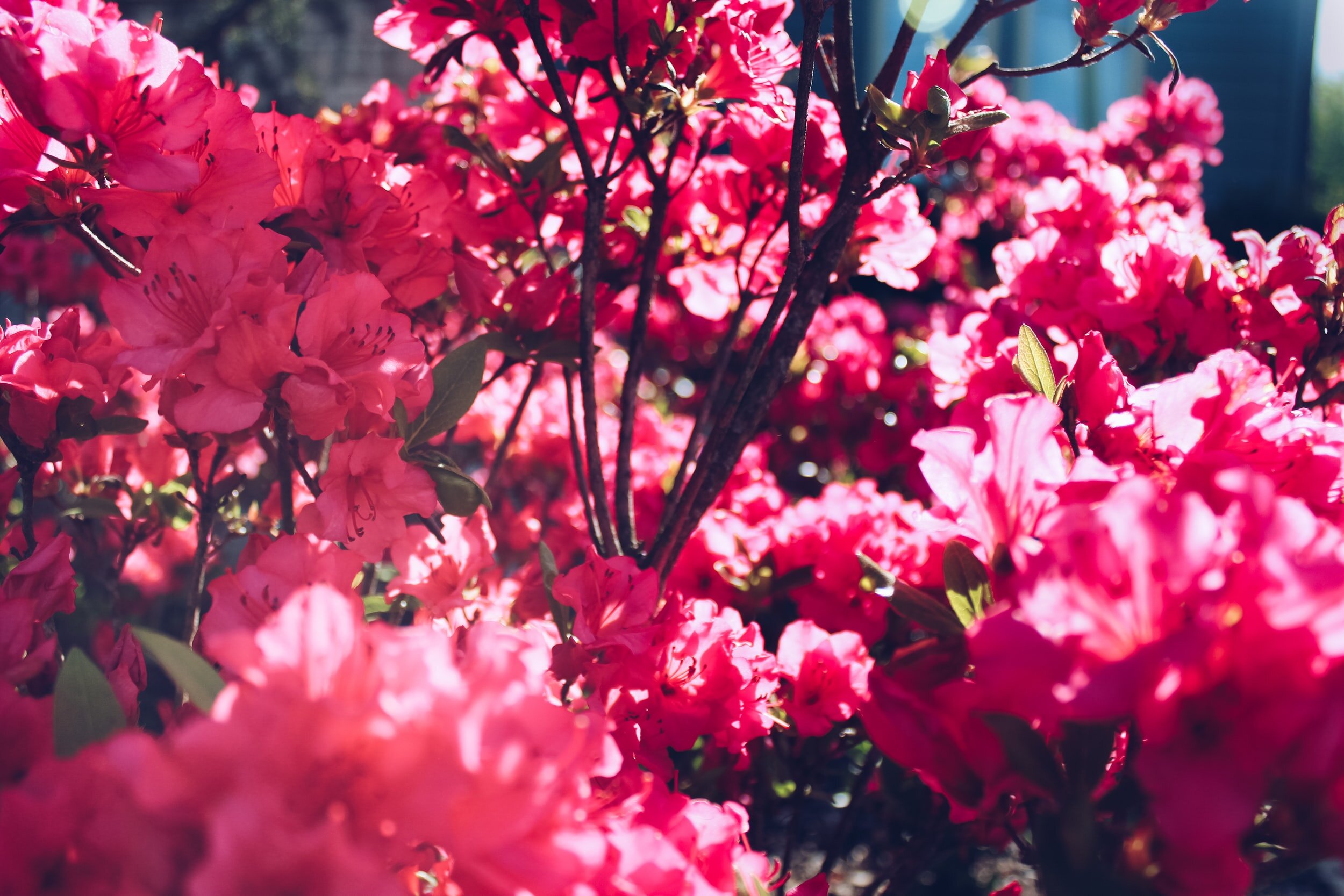 Winter Wednesdays At Bellingrath: Origins Of Azaleas
