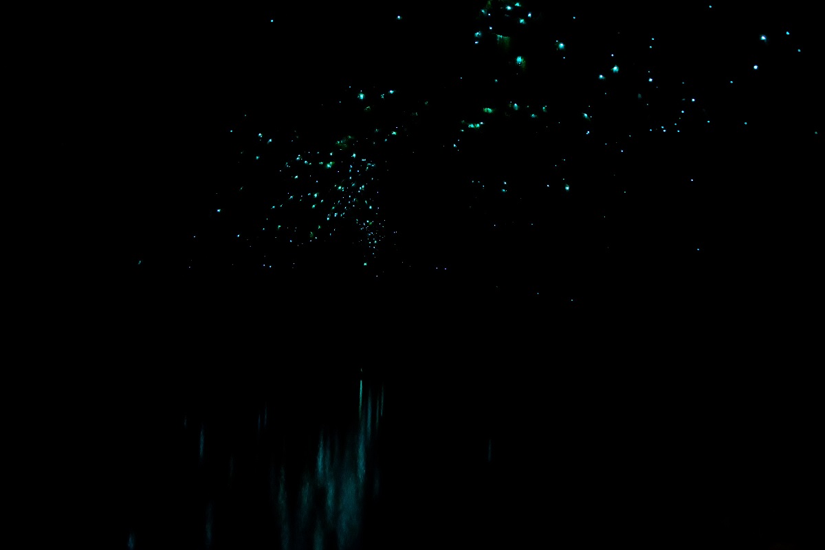 Glow Worms low res.jpg