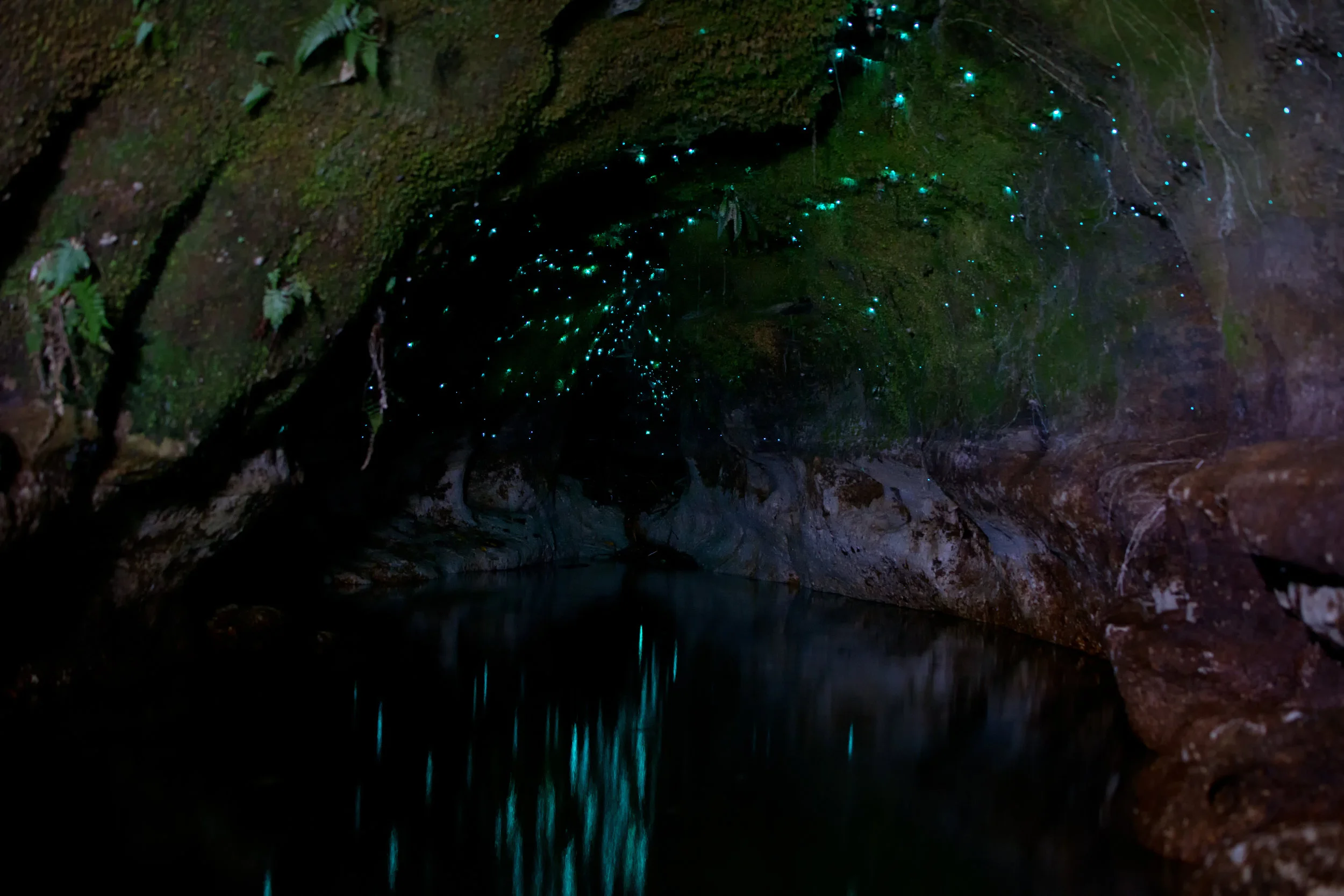 Glow Worm Tour Rotorua Paddle Board — Paddle Board Rotorua