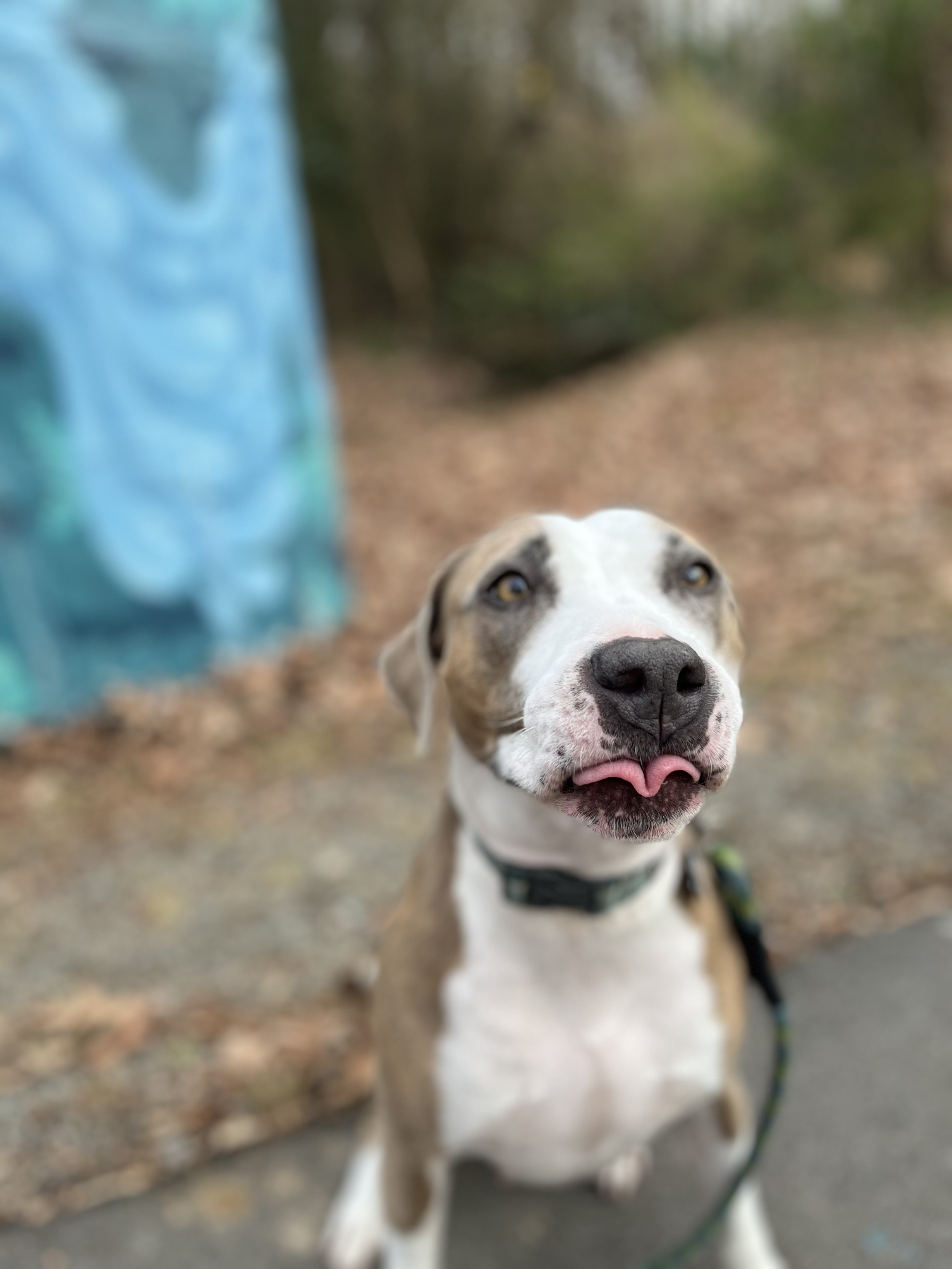 Dog walking a happy pittie sitting outdoors on Ellerbee Creek Trail in Durham, North Carolina.