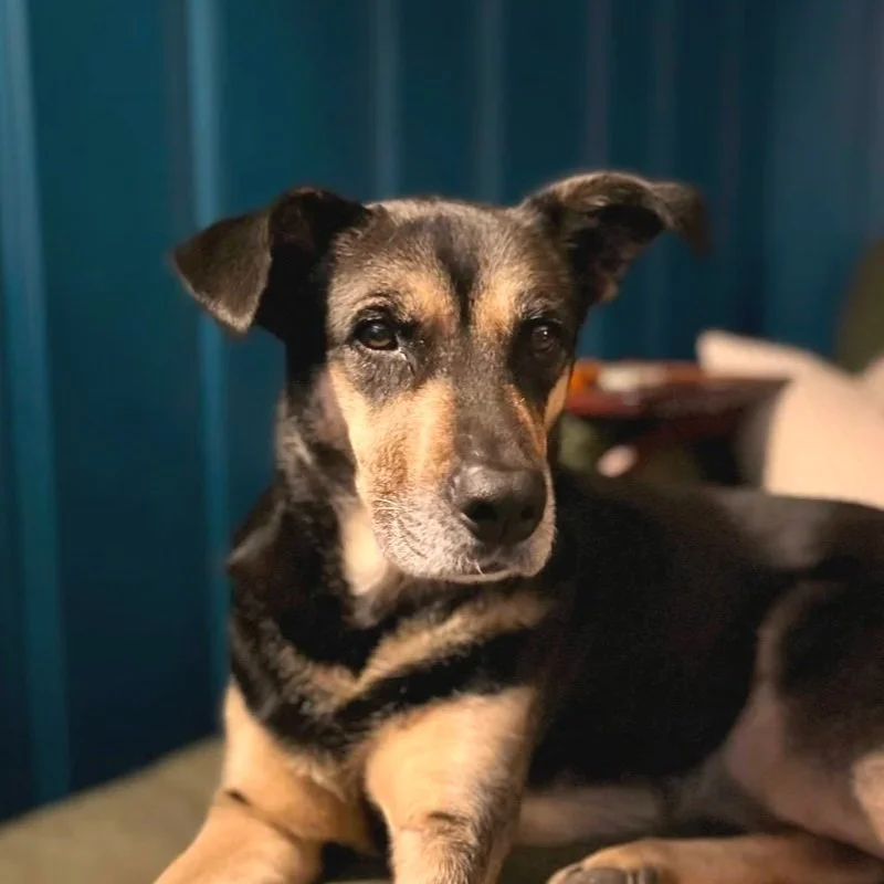Beige and black dog being pet sat in home in Durham North Carolina.