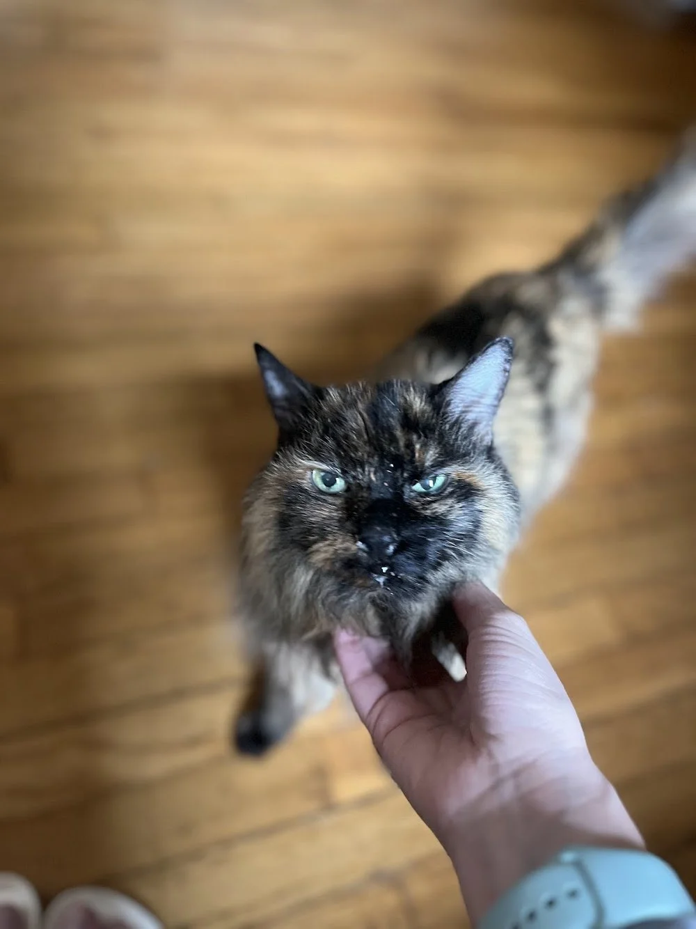 A person holding a tortoiseshell cat by the chin, looking up at the camera with green eyes on a wooden floor.