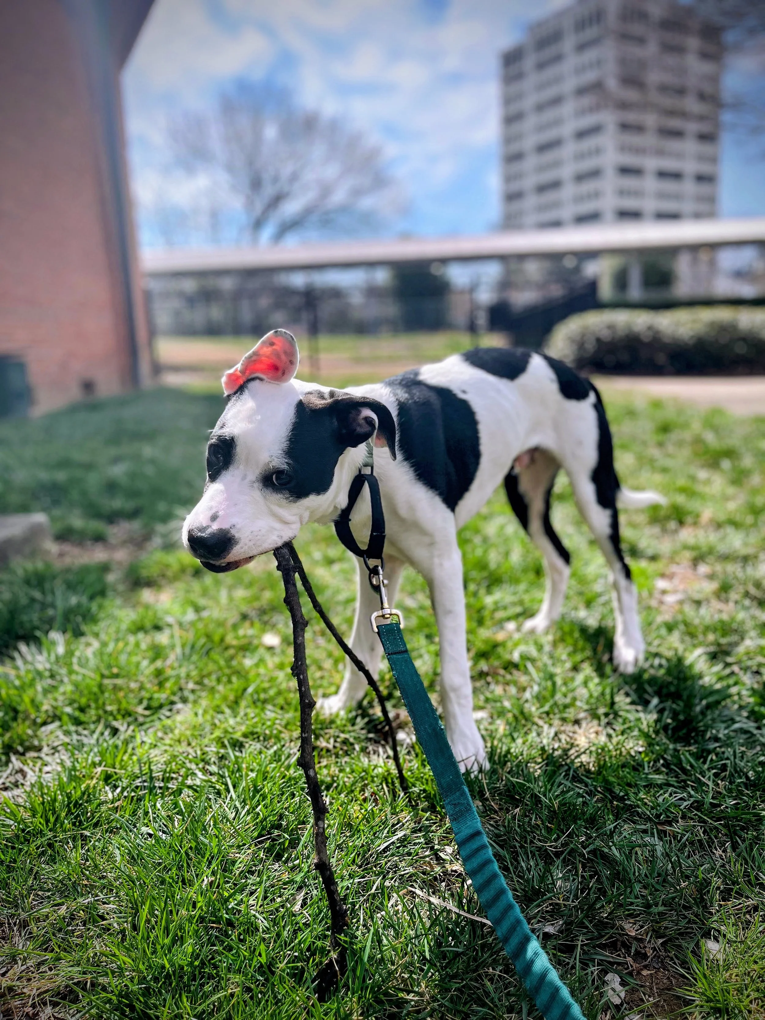 A black and white dog on dog walk with a stick standing on green grass near a tree in Durham, North Carolina.