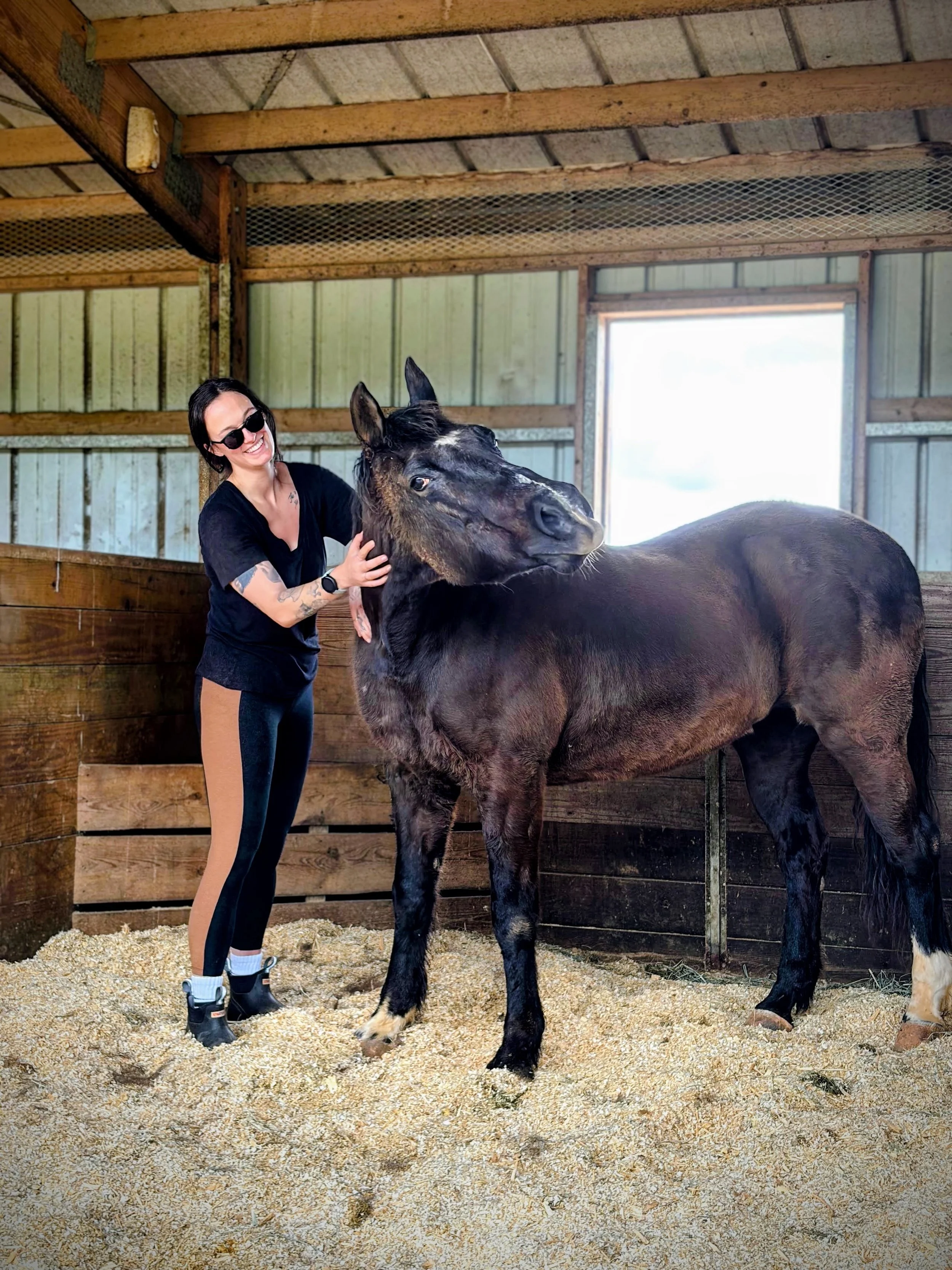 A woman with sunglasses and tattoos massaging a large black horse inside a wooden stable for dog walking and pet sitting service in Durham, Raleigh, and Chapel Hill.