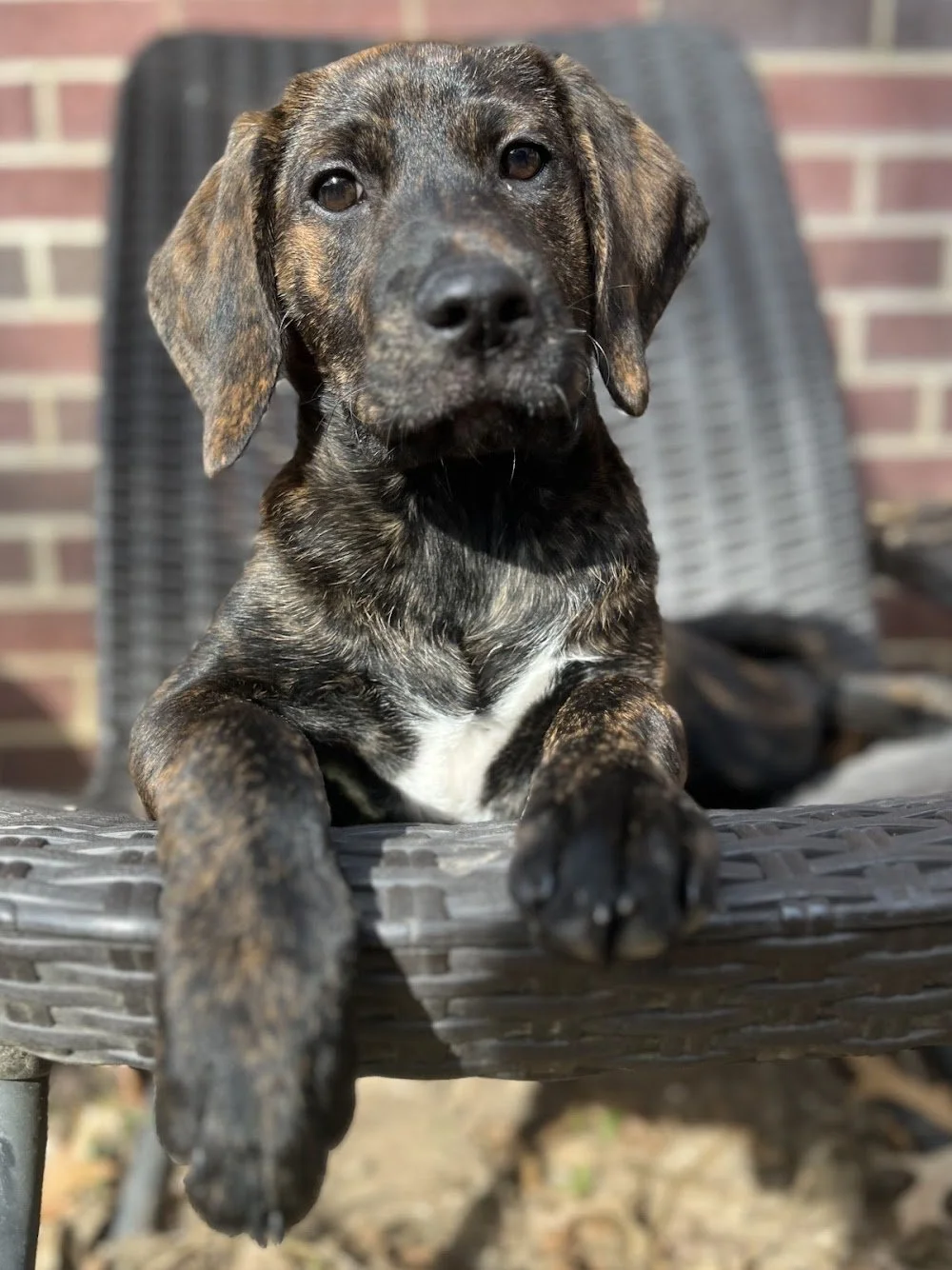 A young brindle-coated dog with floppy ears and dark eyes lying on a black wicker outdoor chair, with a brick wall in the background.
