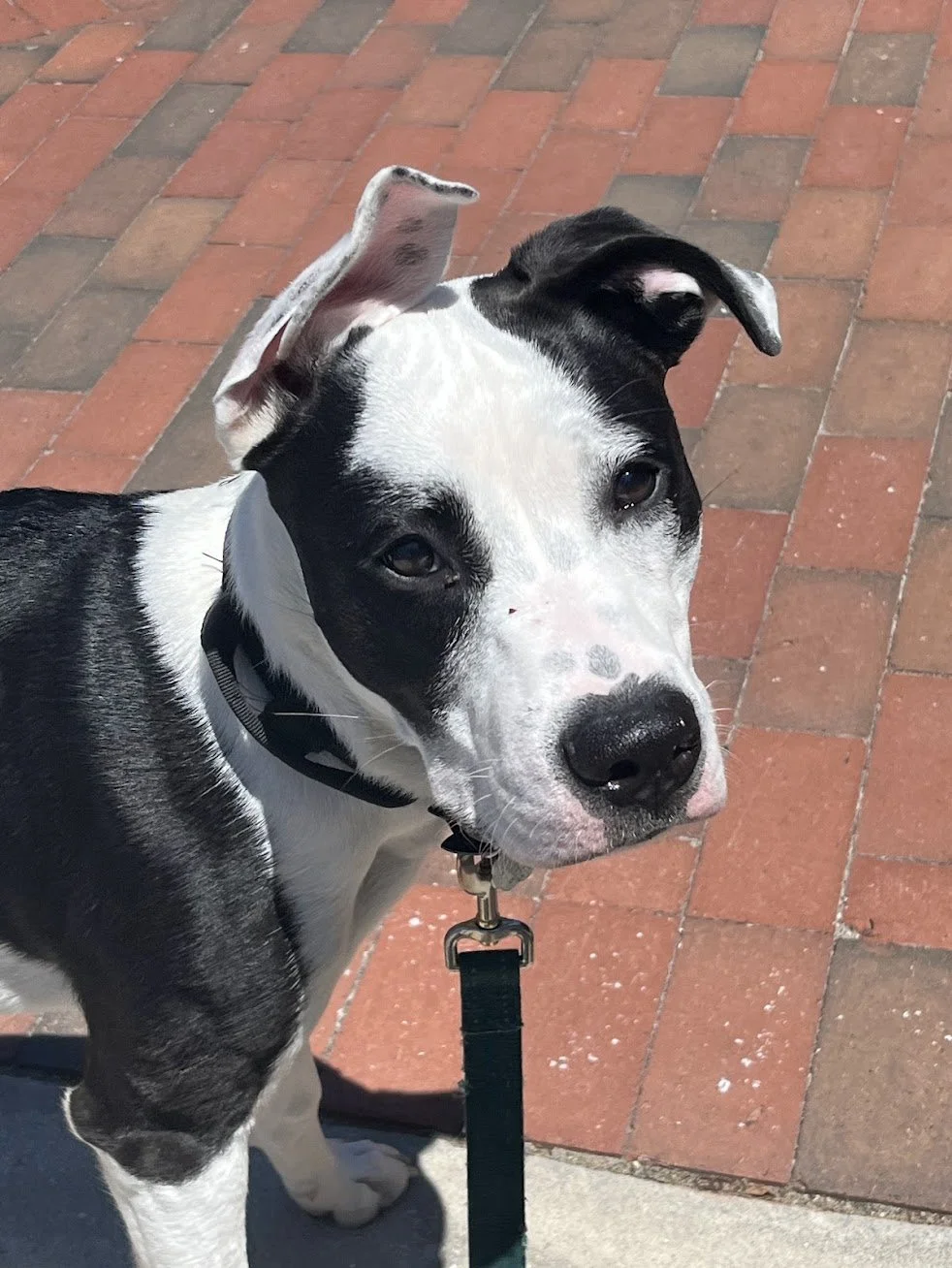 Black and white great dane pitbull mix in Durham North Carolina.
