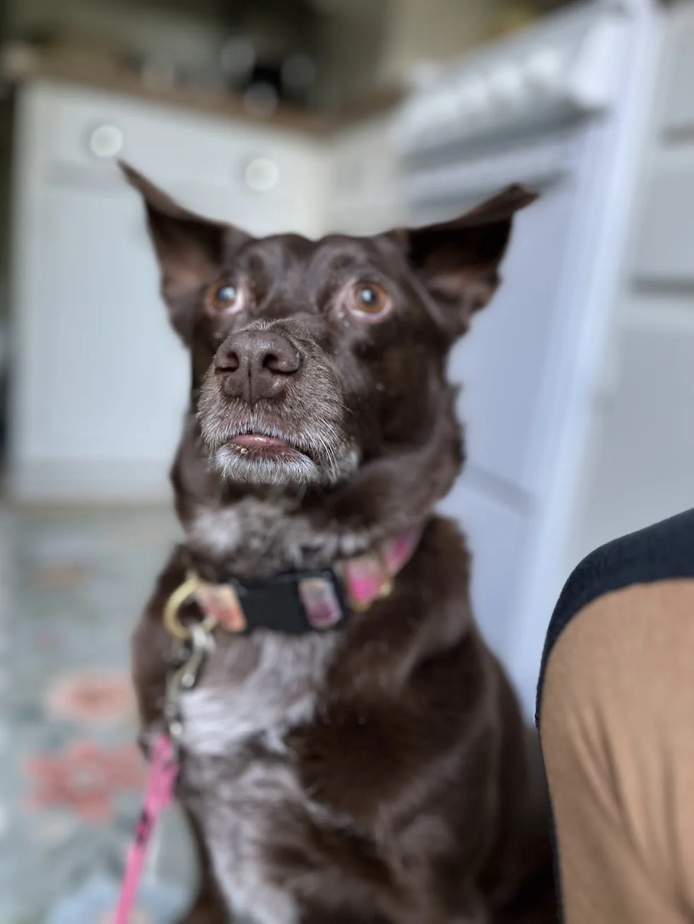 Cleo, brown chihuahua mix in Durham, NC