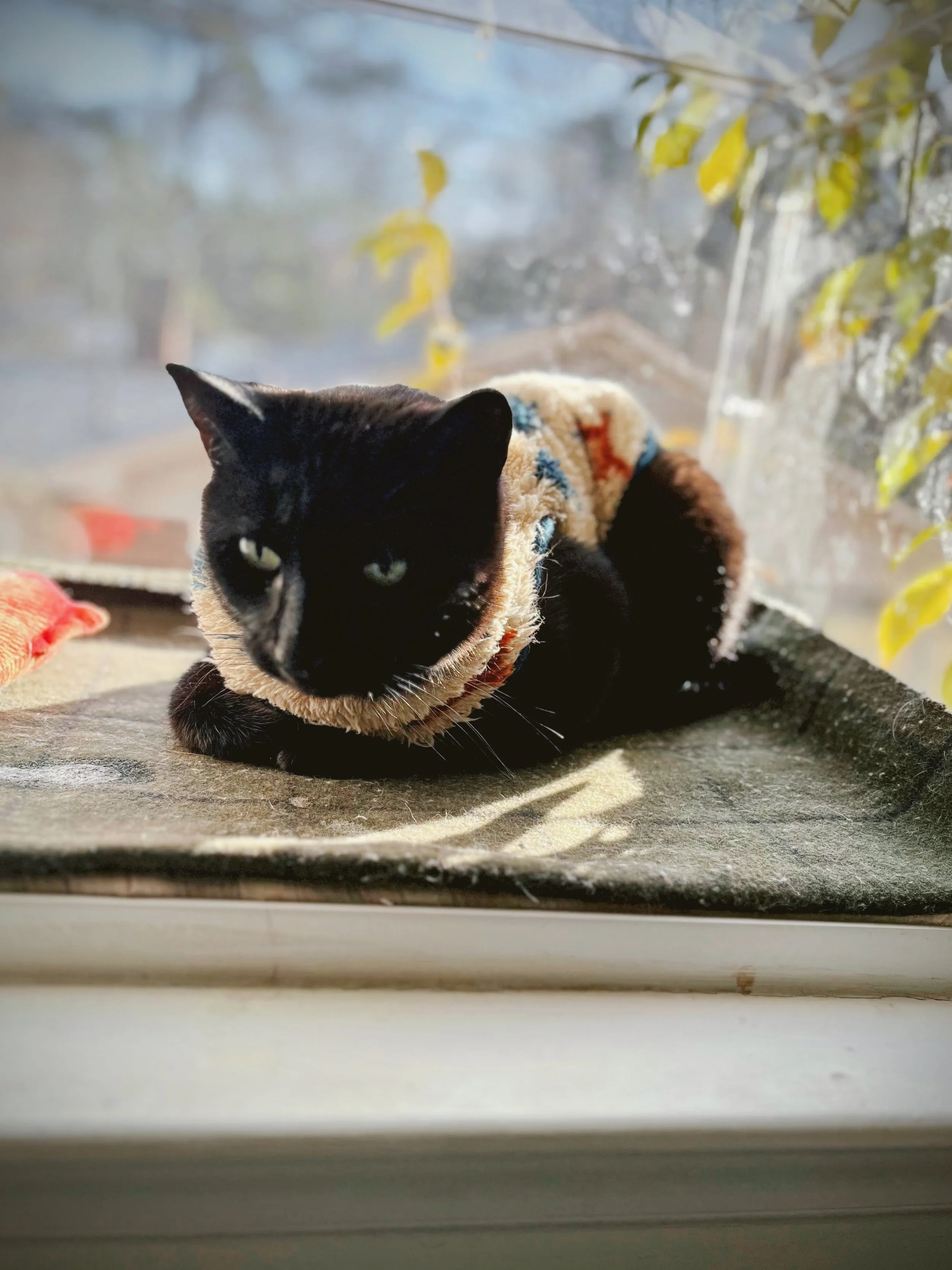 Black cat lying on a windowsill wearing a patterned sweater in Durham, North Carolina. 