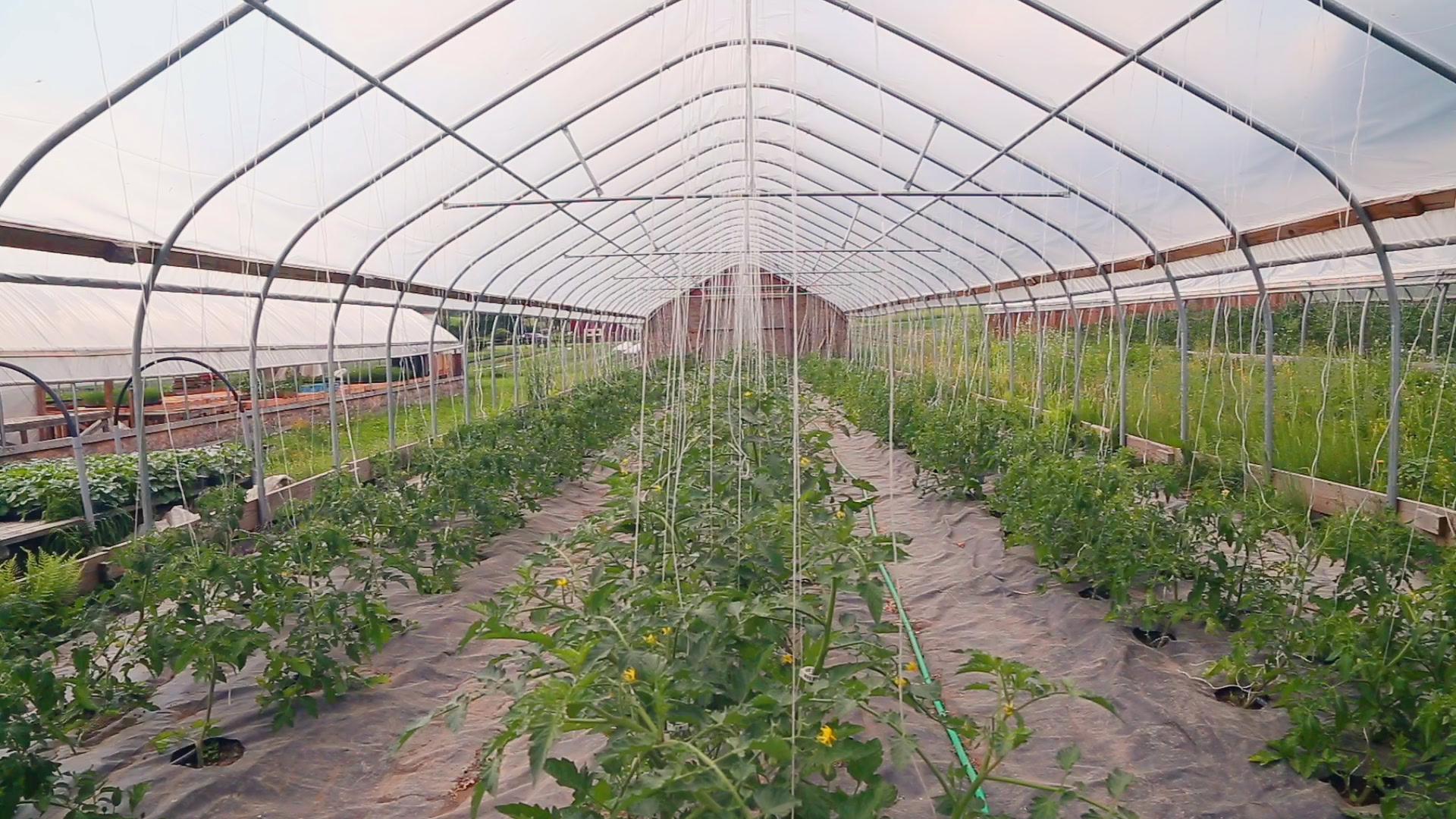 negotiating-with-nature-greenhouse.png