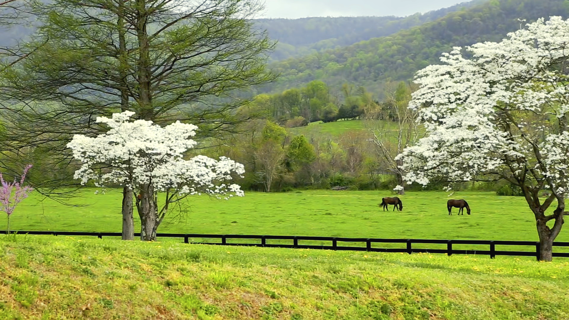 negotiating-with-nature-horses-in-field.png