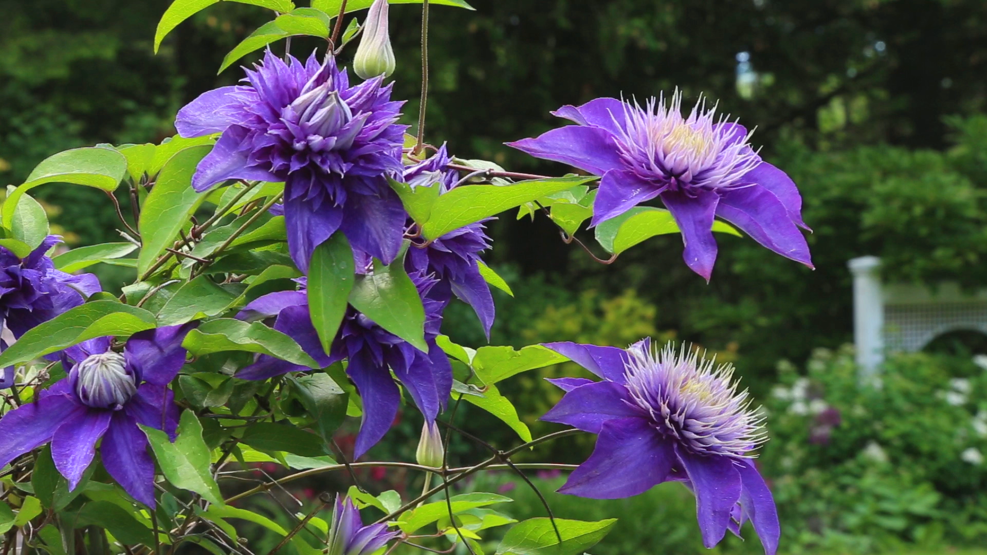 negotiating-with-nature-lotus-flowers.png