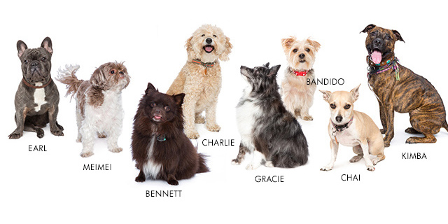 Dog-day-eloquii2.jpg