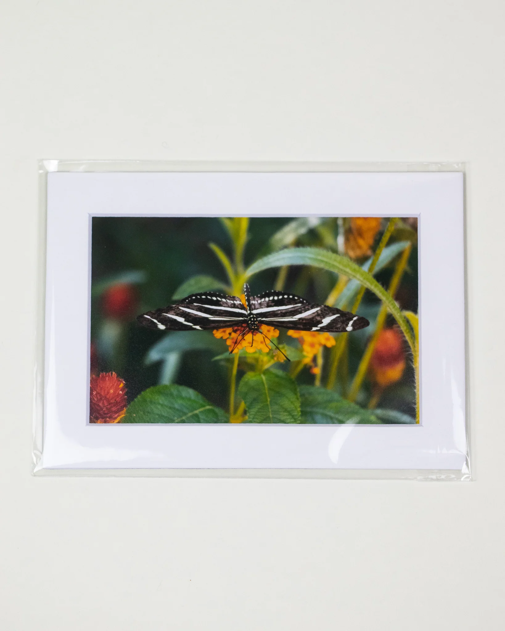 MBI-butterflylantana5x7-1.jpg