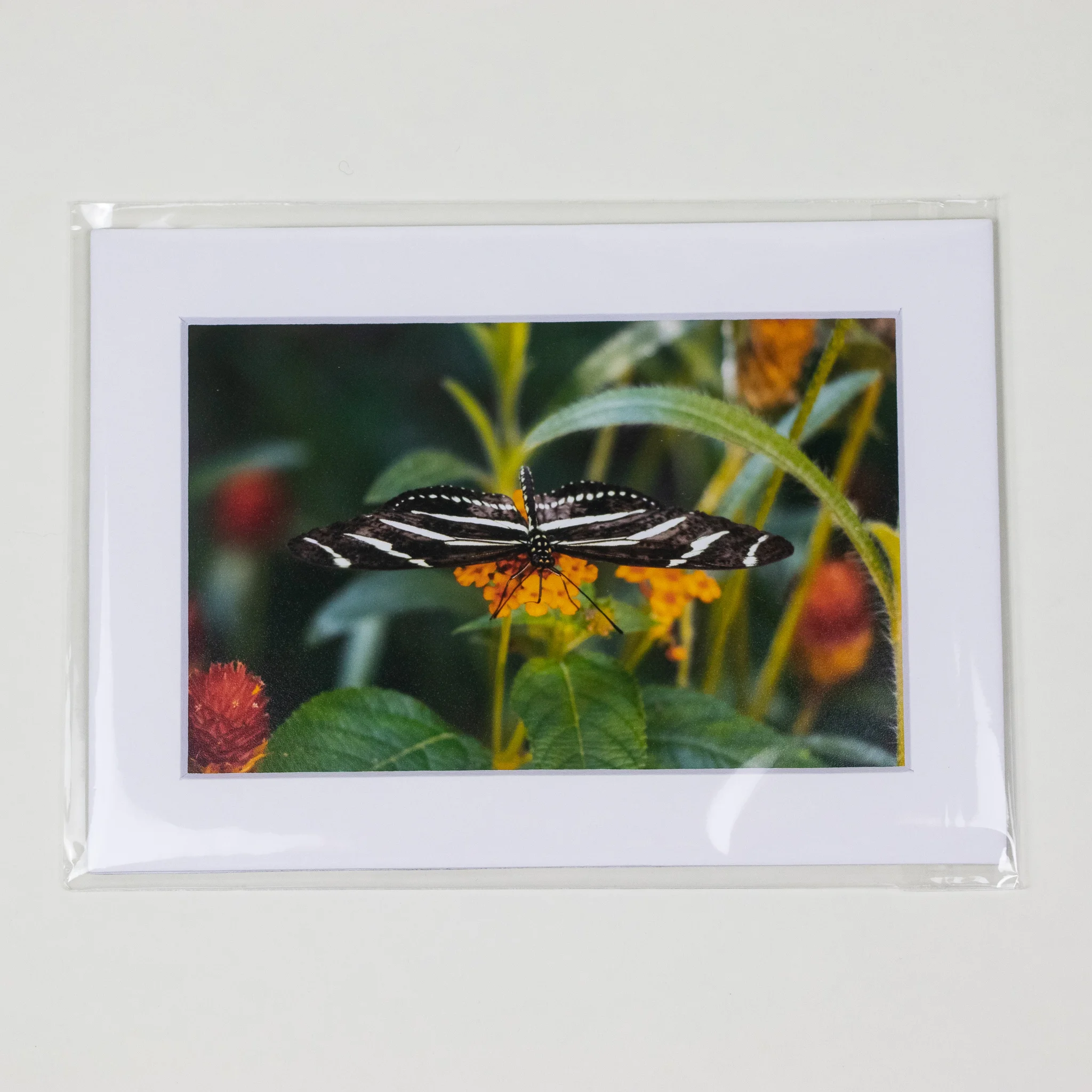 MBI-butterflylantana5x7-2.jpg