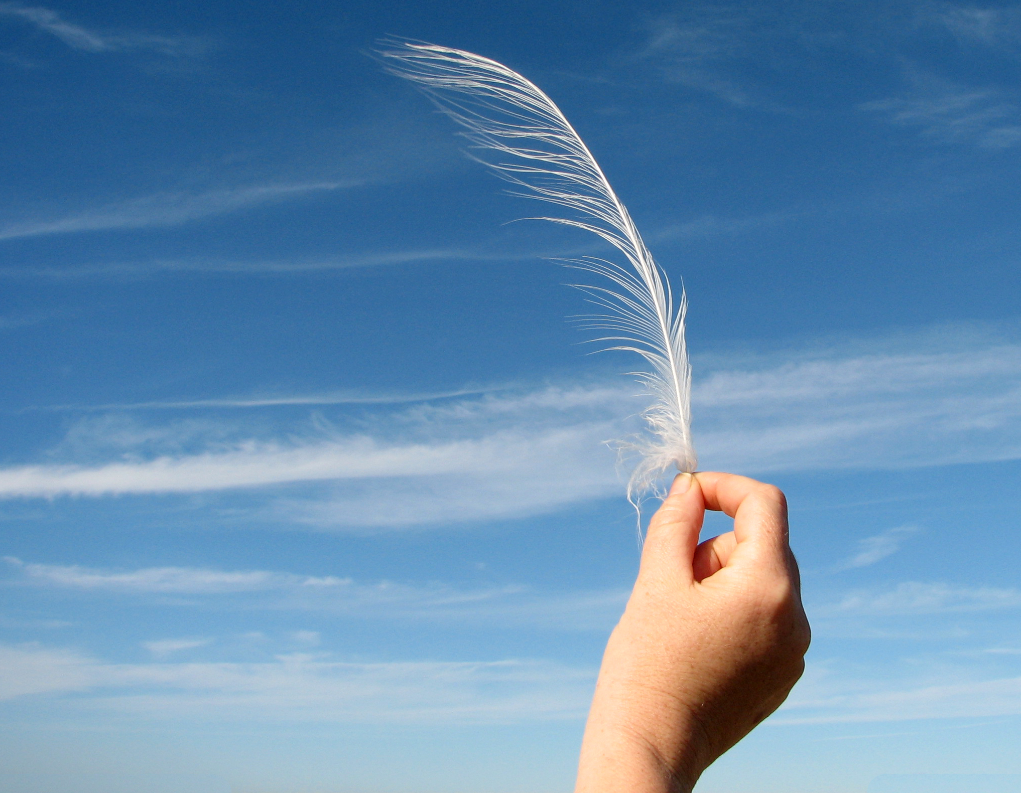 feather.jpg