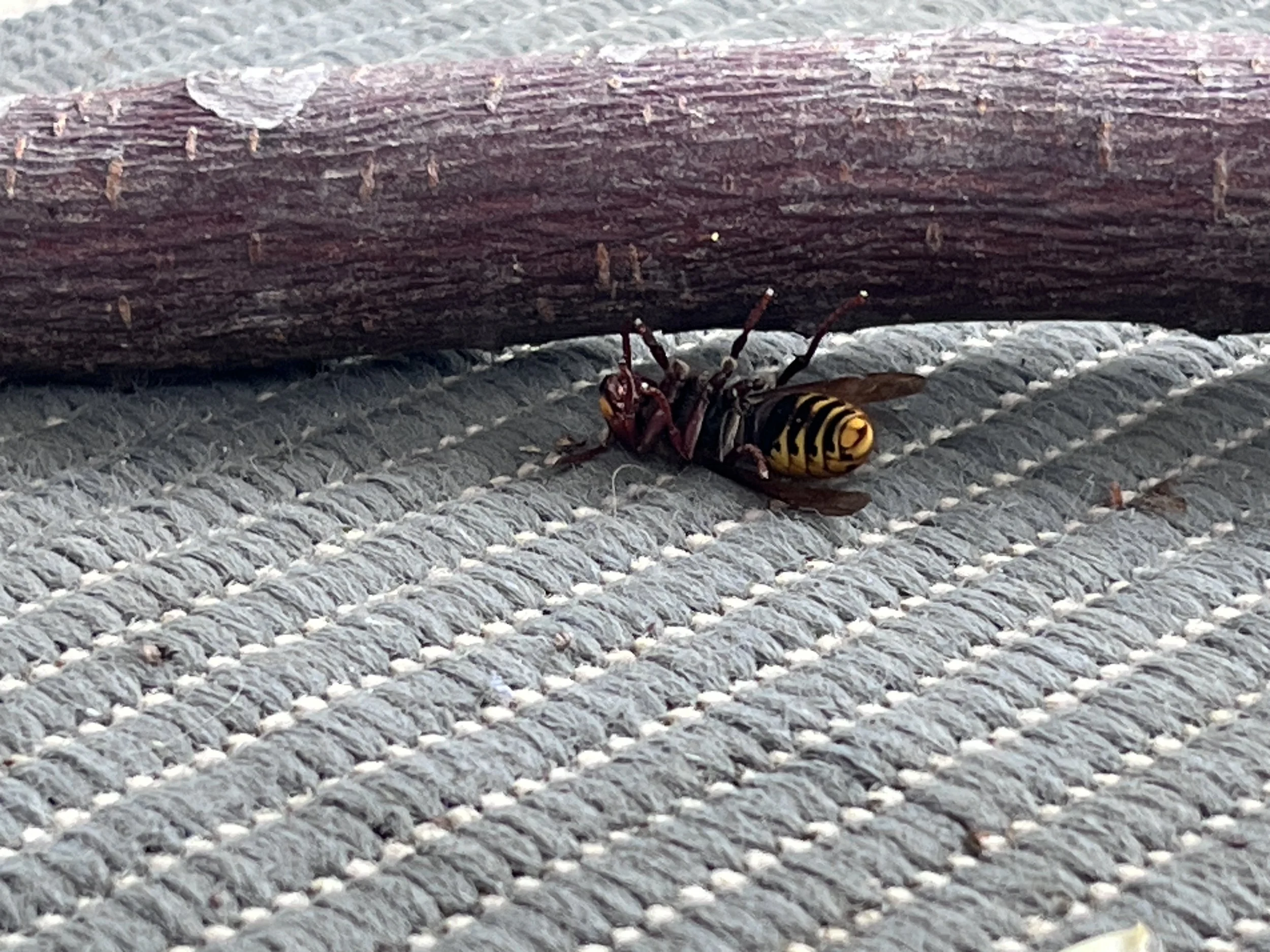 The Day the Hornet Died...