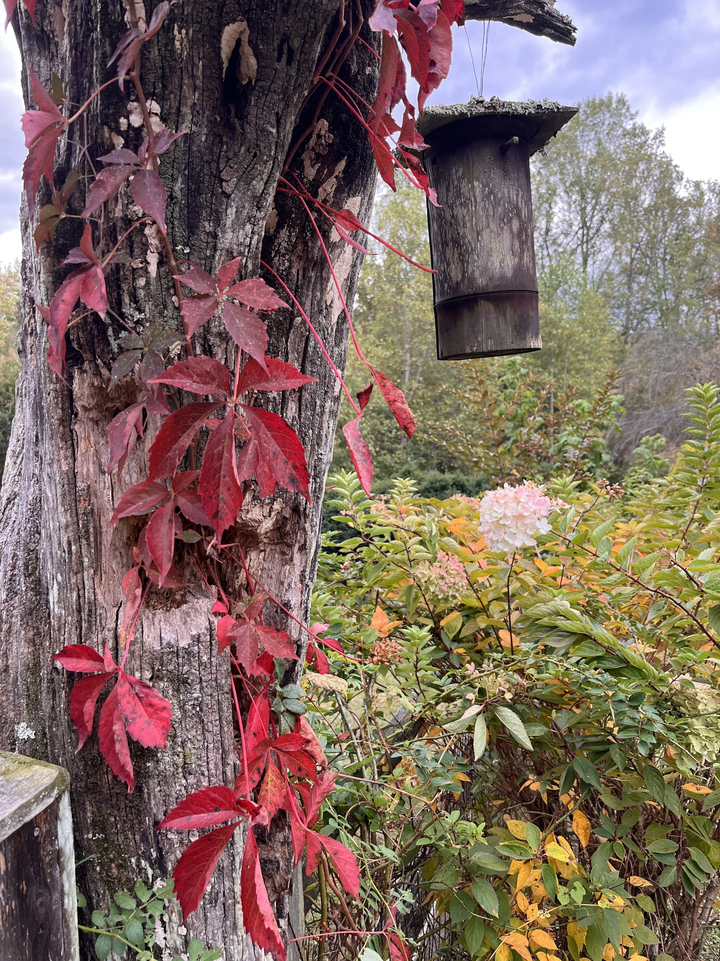 The Magic of Autumn: Honoring the Equinox and Our Inner Witches