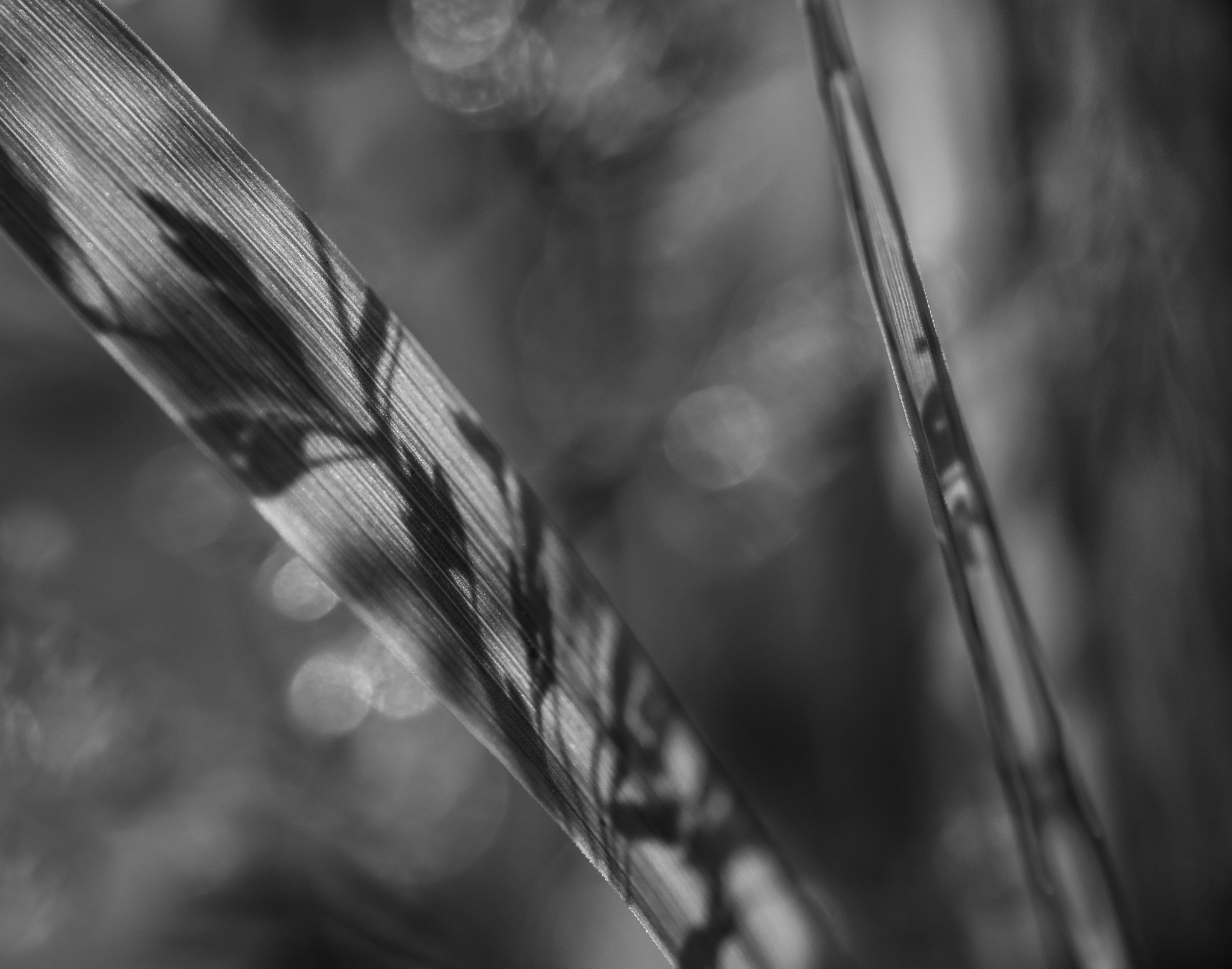 DSC_1093.jpg