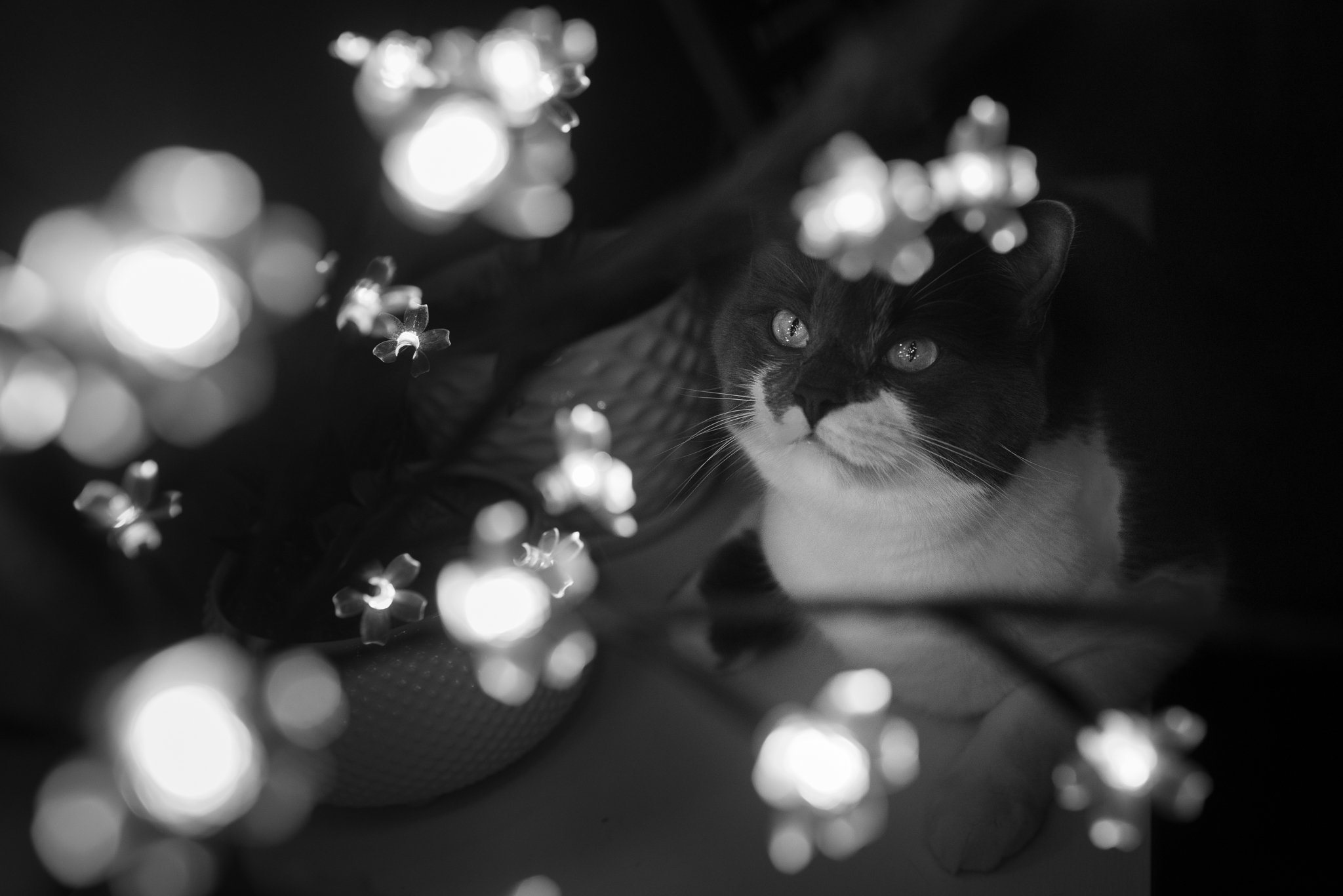 RS1_2664.jpg