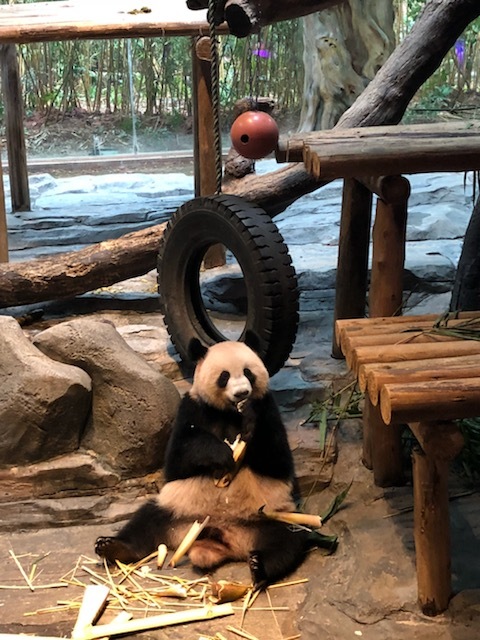 1/3 of the panda triplets.