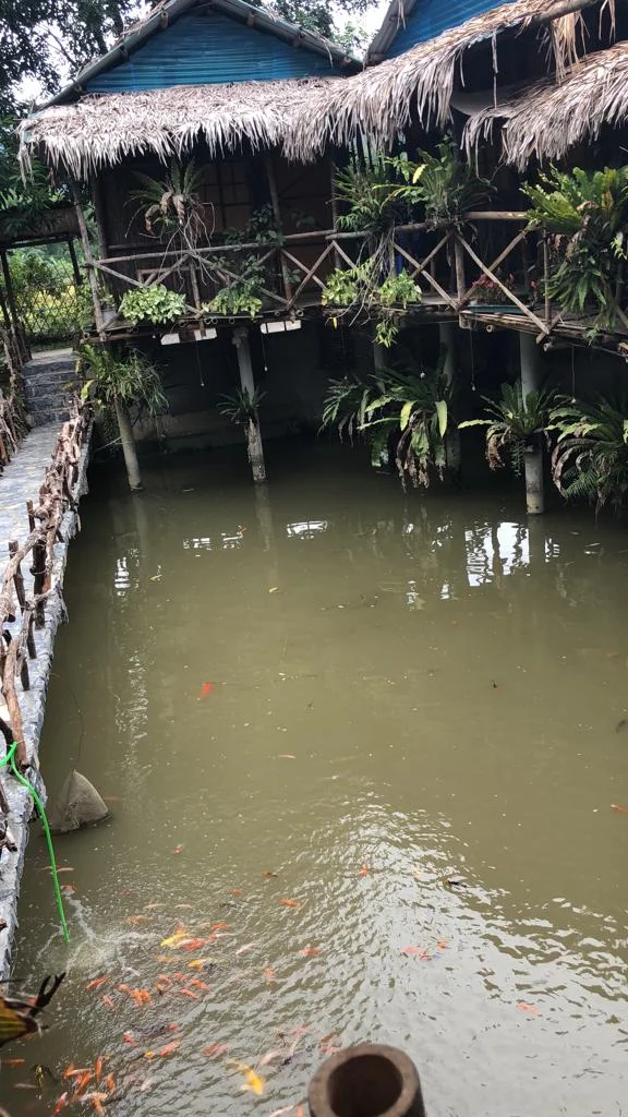 Our traditional homestay built on bamboo stilts, overtop of a beautiful koi pond.