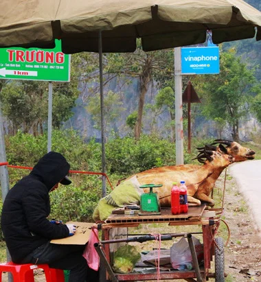Strange lifelike roasted goat for sale.