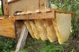 top-bar-hive1.jpeg
