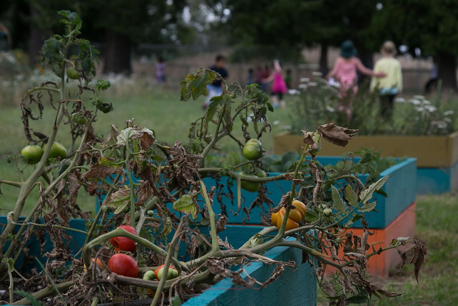 tomatoes-ses-garden-boxes.jpg
