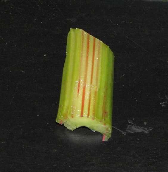 celery2.jpg