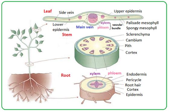 xylem.jpg