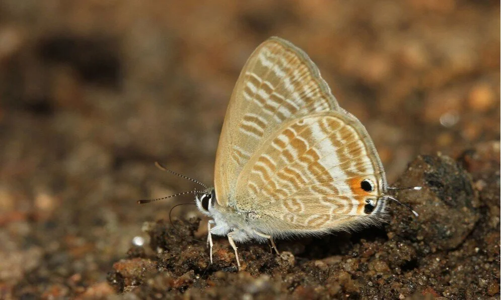 Long+tailed+pea+butterfly.jpg