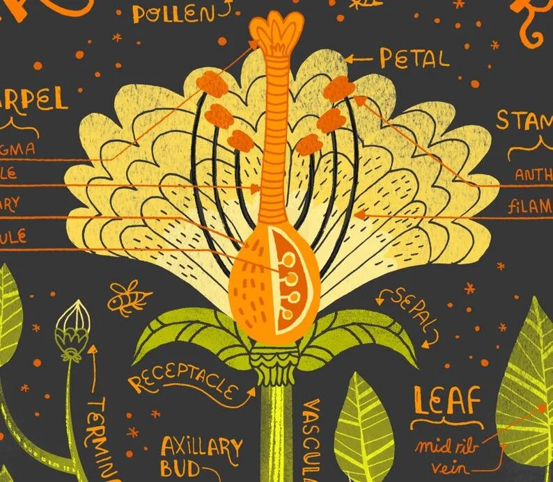 Pollinator pathway artists