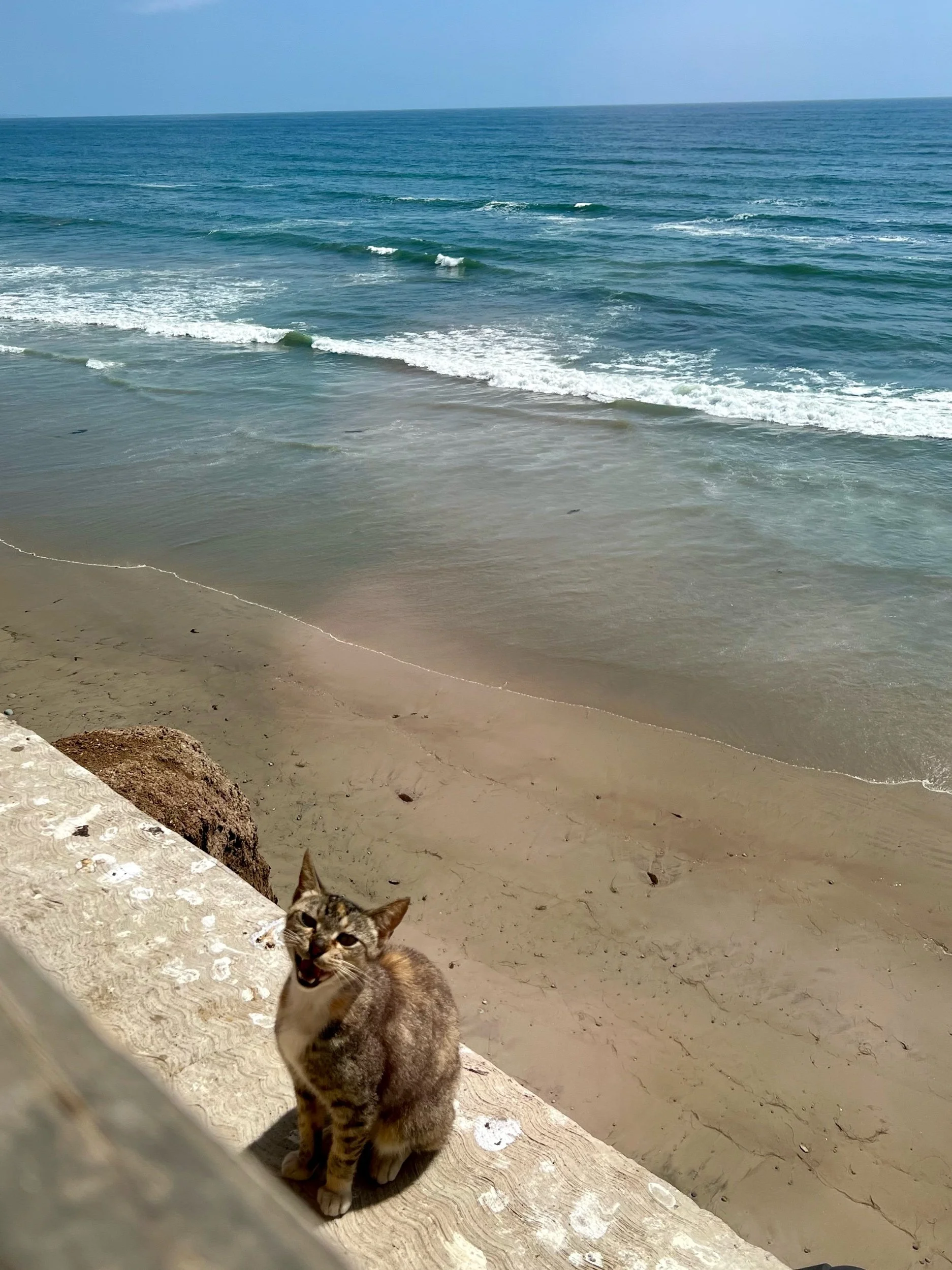 IMG_2293.jpeg
