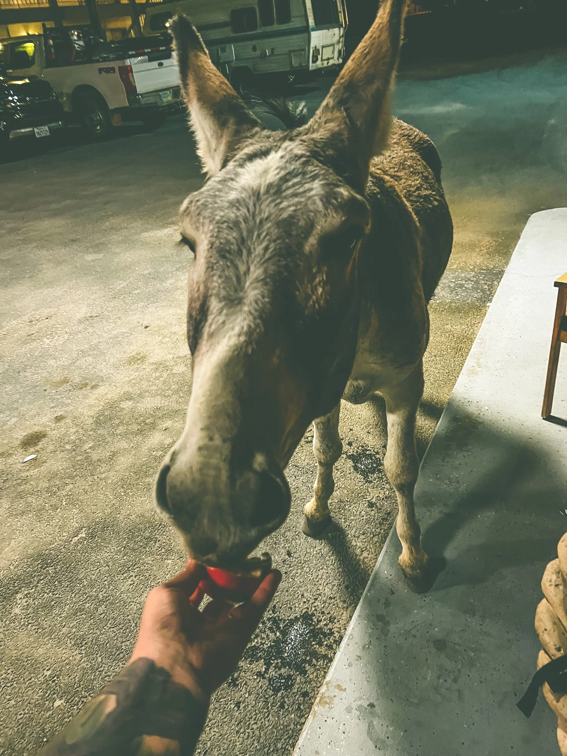 069A8046-0F78-4F4C-B43B-6A5133F1E774.jpeg