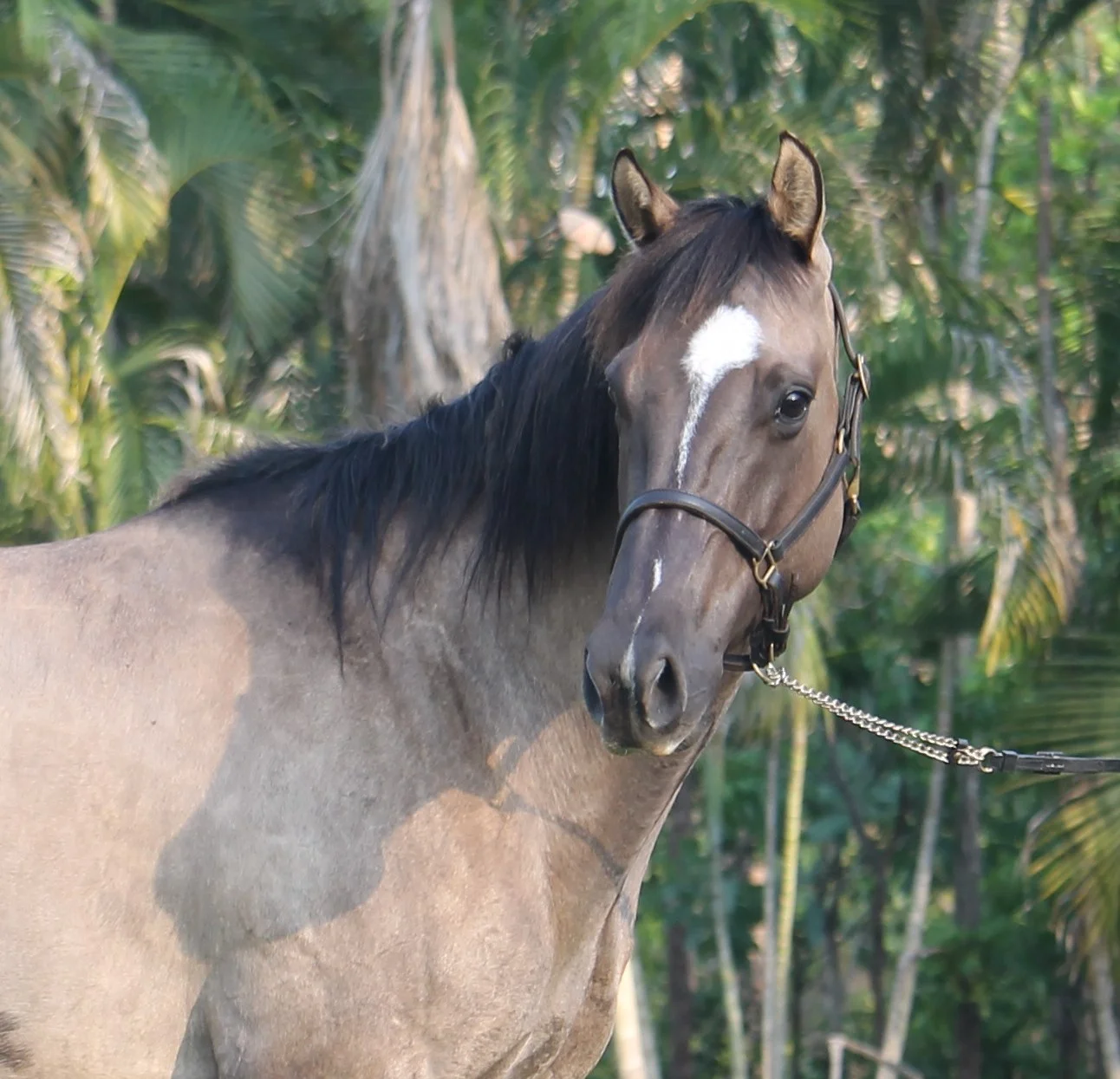NT QUARTER HORSE & PAINT HORSE STUD