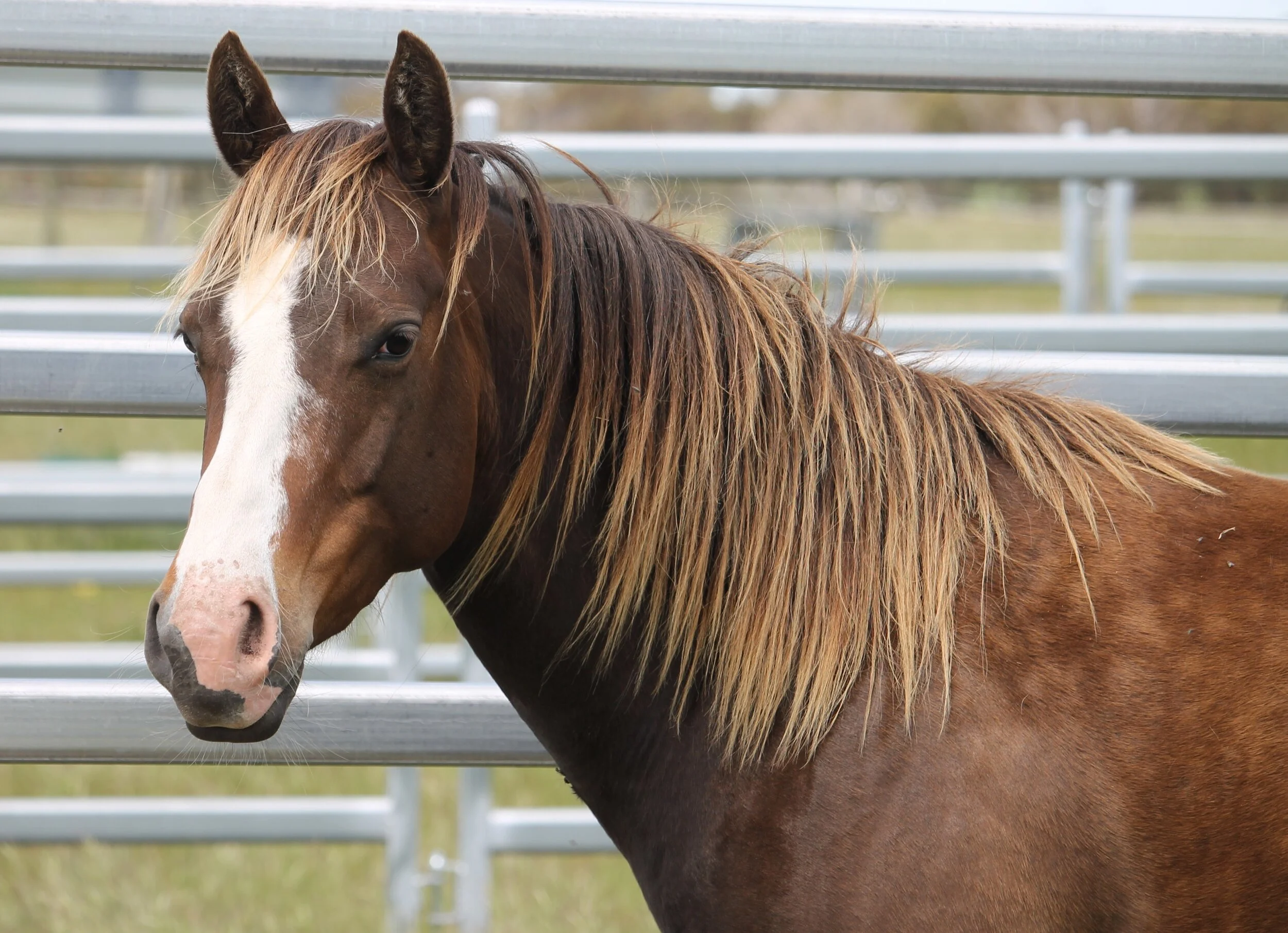 HIGH CLASS INSTYLE — NT QUARTER HORSE & PAINT HORSE STUD