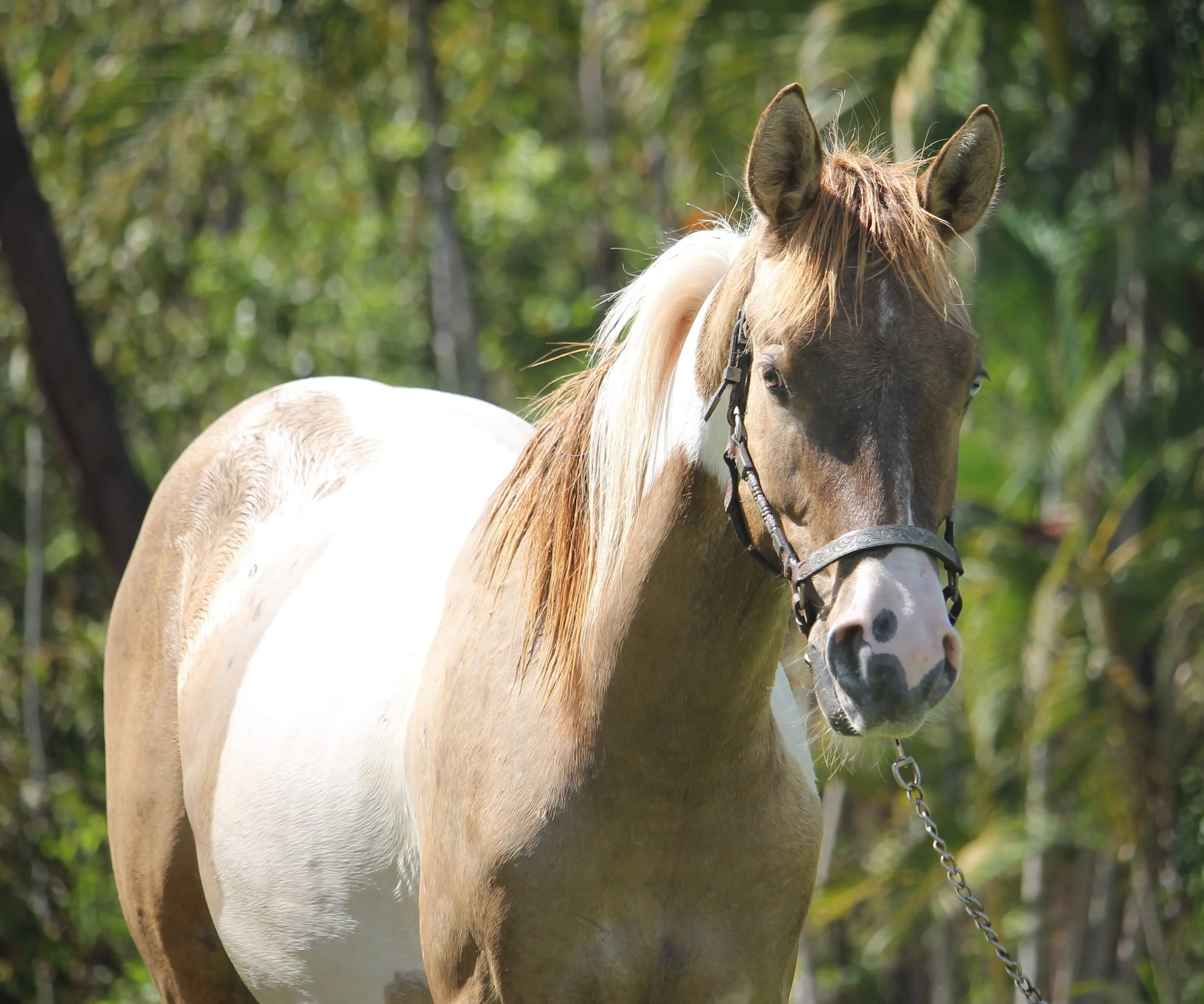 NT QUARTER HORSE & PAINT HORSE STUD