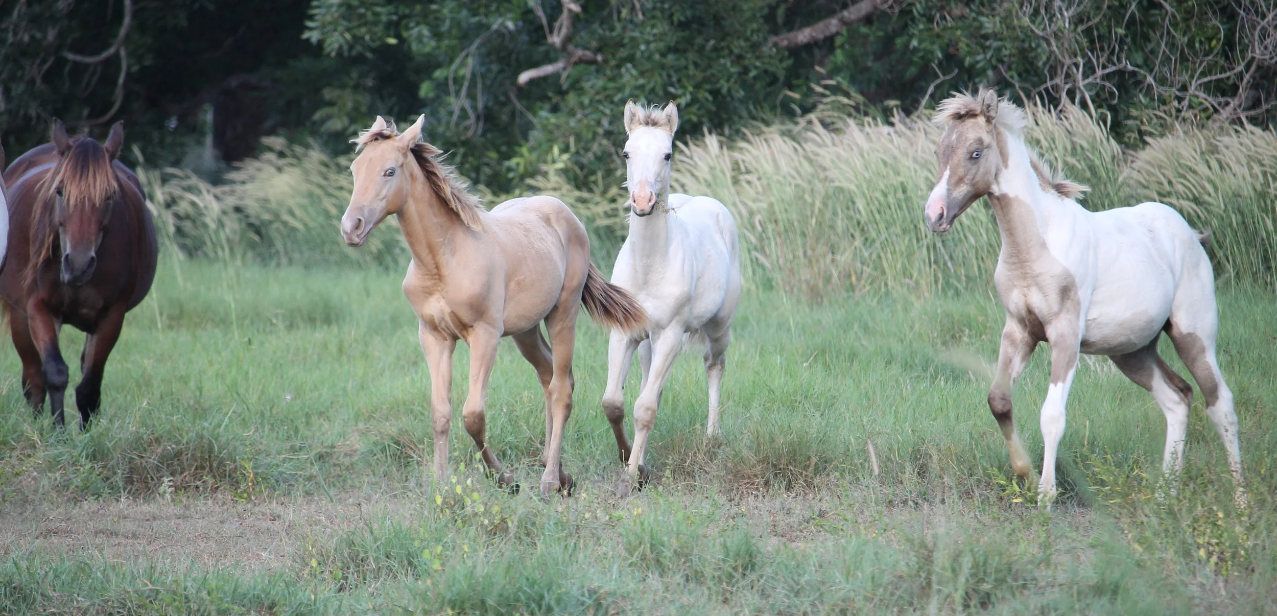 NT QUARTER HORSE & PAINT HORSE STUD