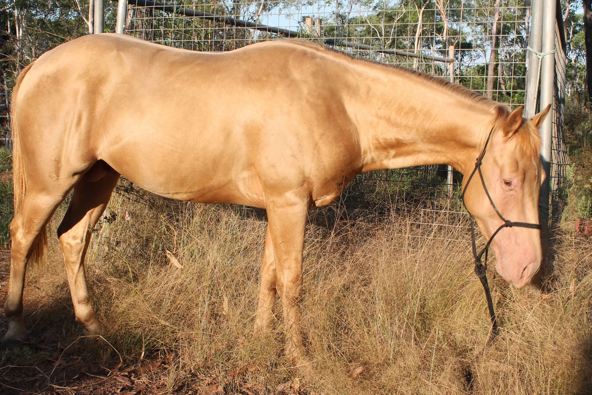 OAK COUNTY — NT QUARTER HORSE & PAINT HORSE STUD