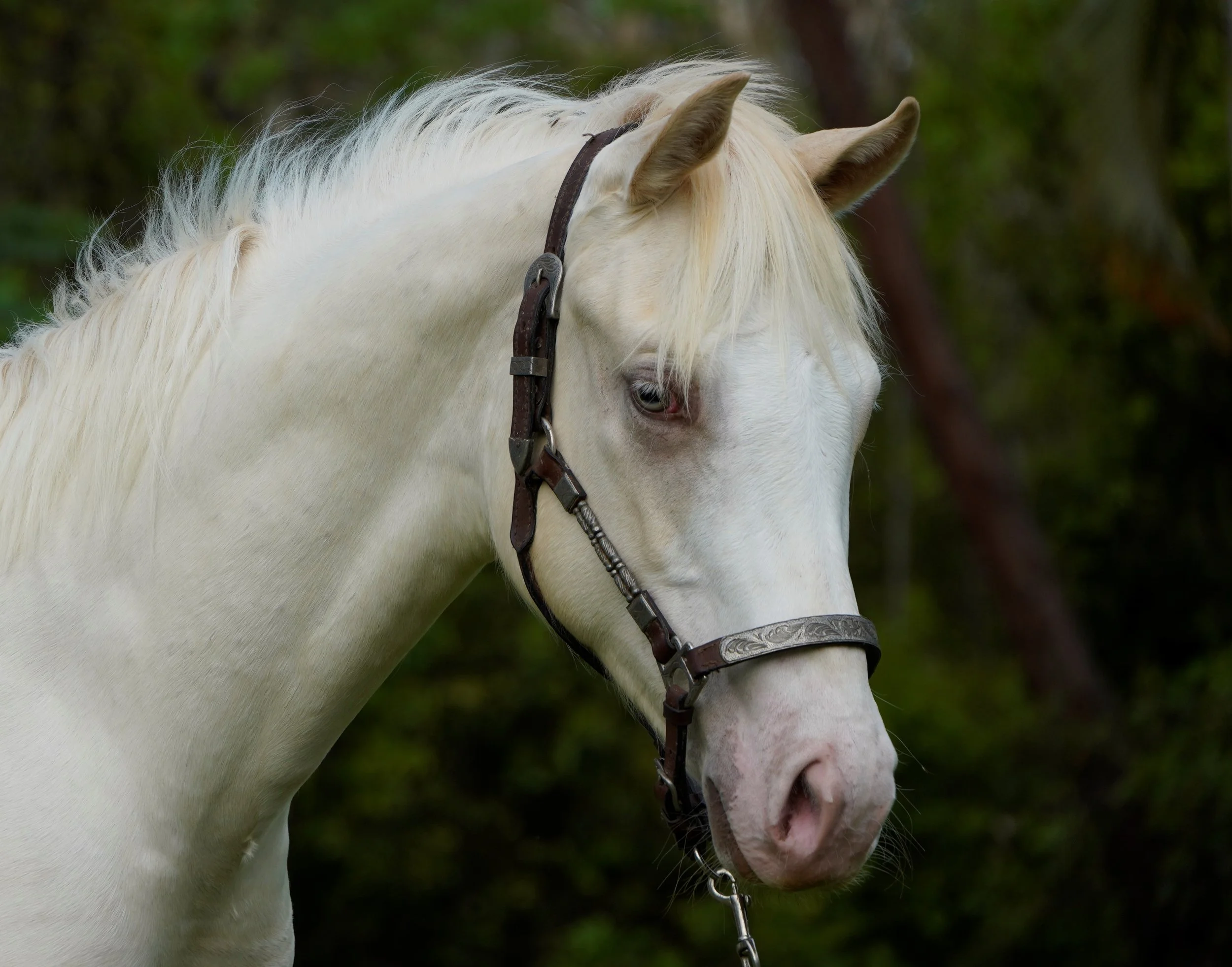 NT QUARTER HORSE & PAINT HORSE STUD