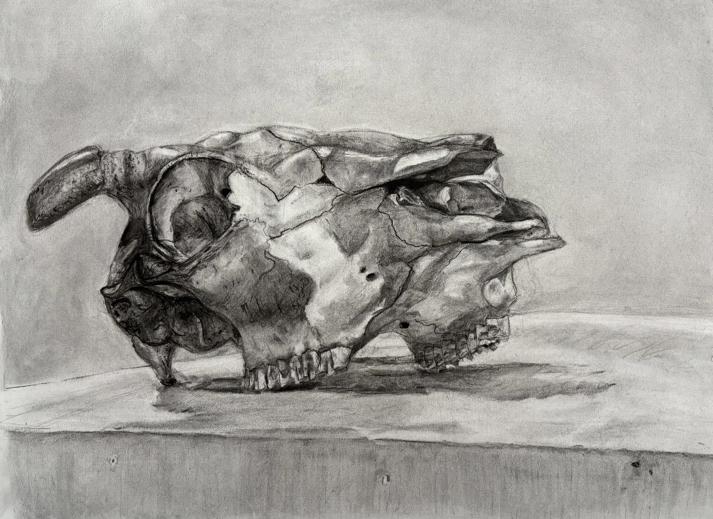 Skull_Kaelyn Coburn.jpeg