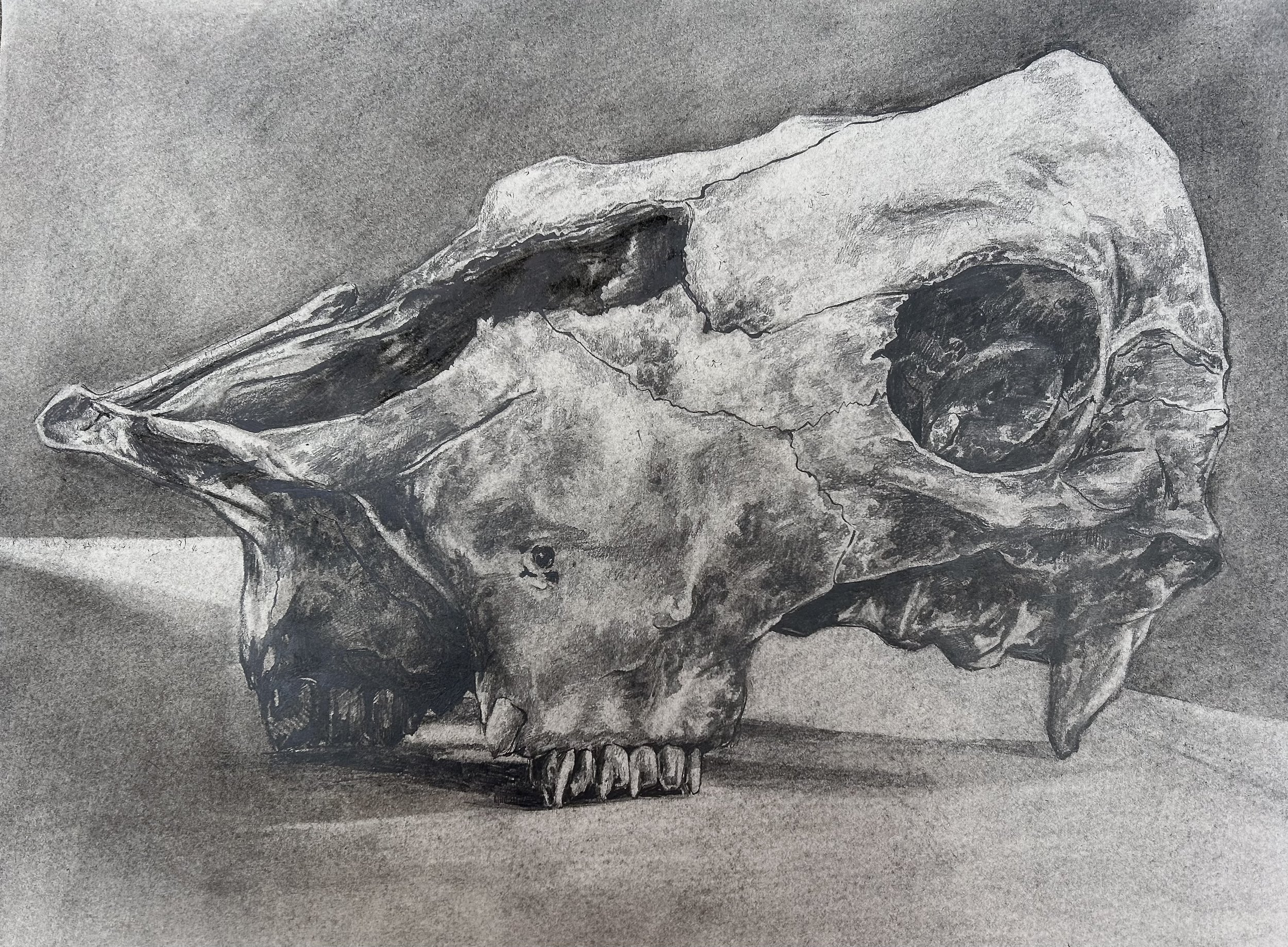 Skull_Leighton Wyatt.jpeg